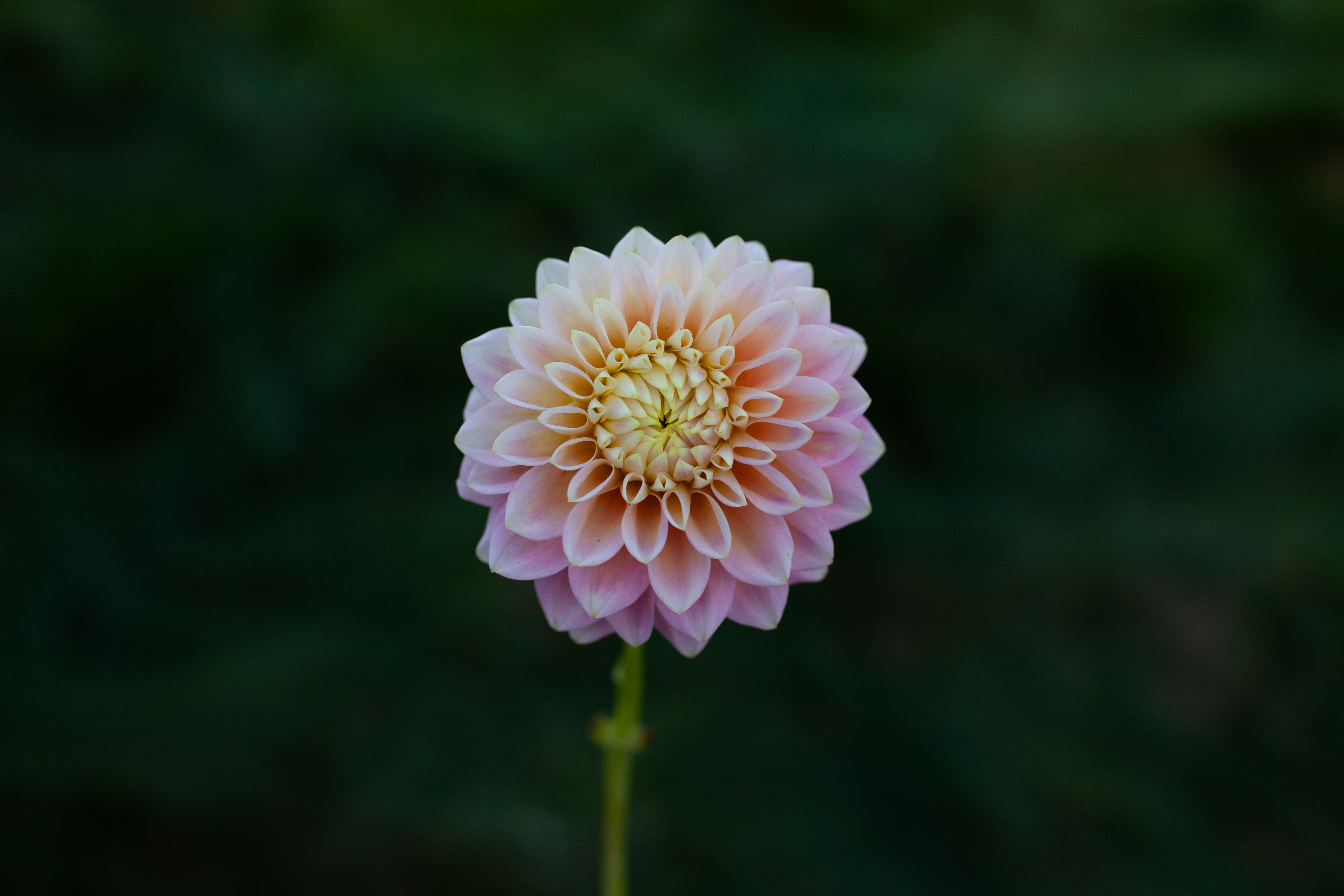 Sugartown Sunrise dahlia