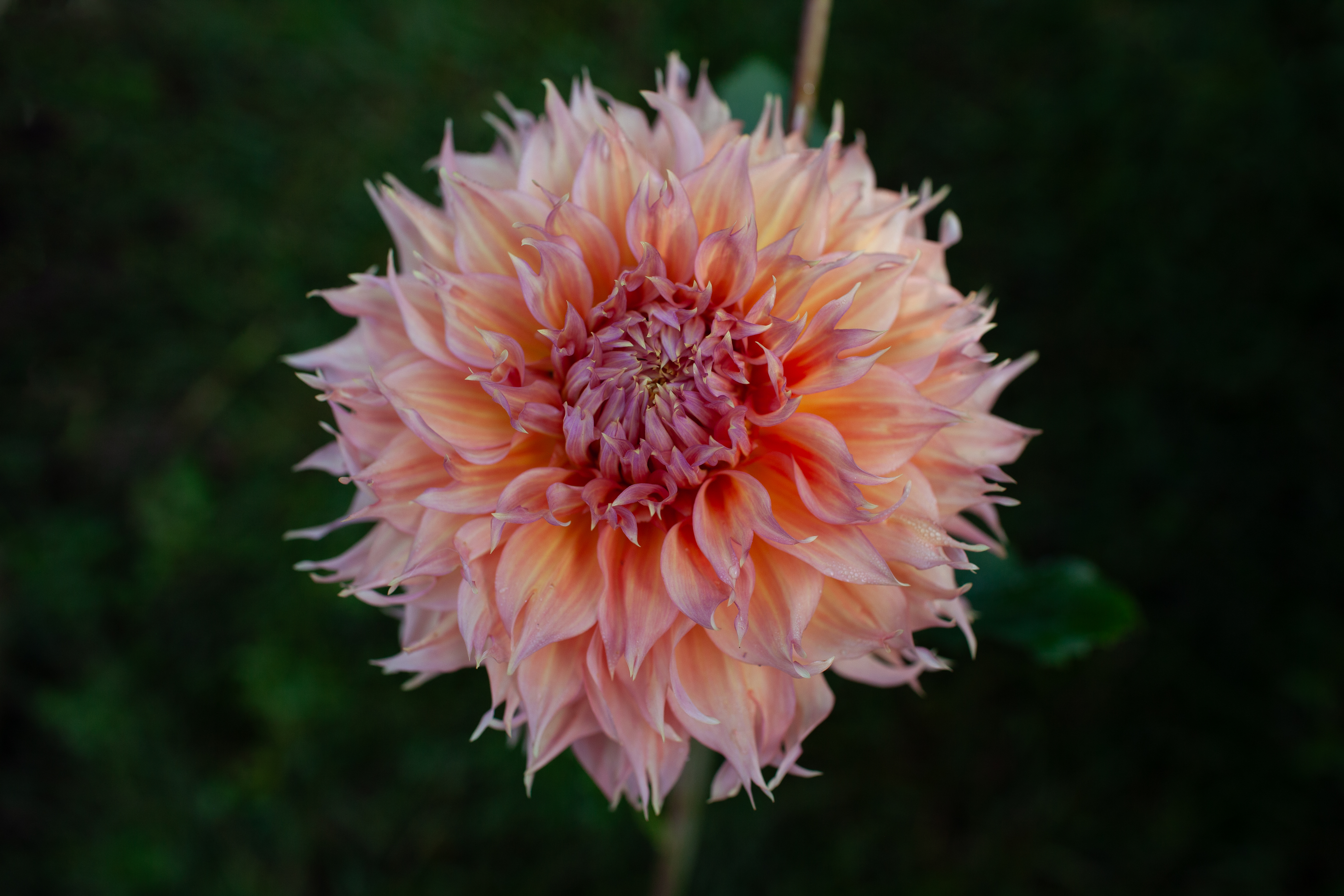 Summer Rain dahlia