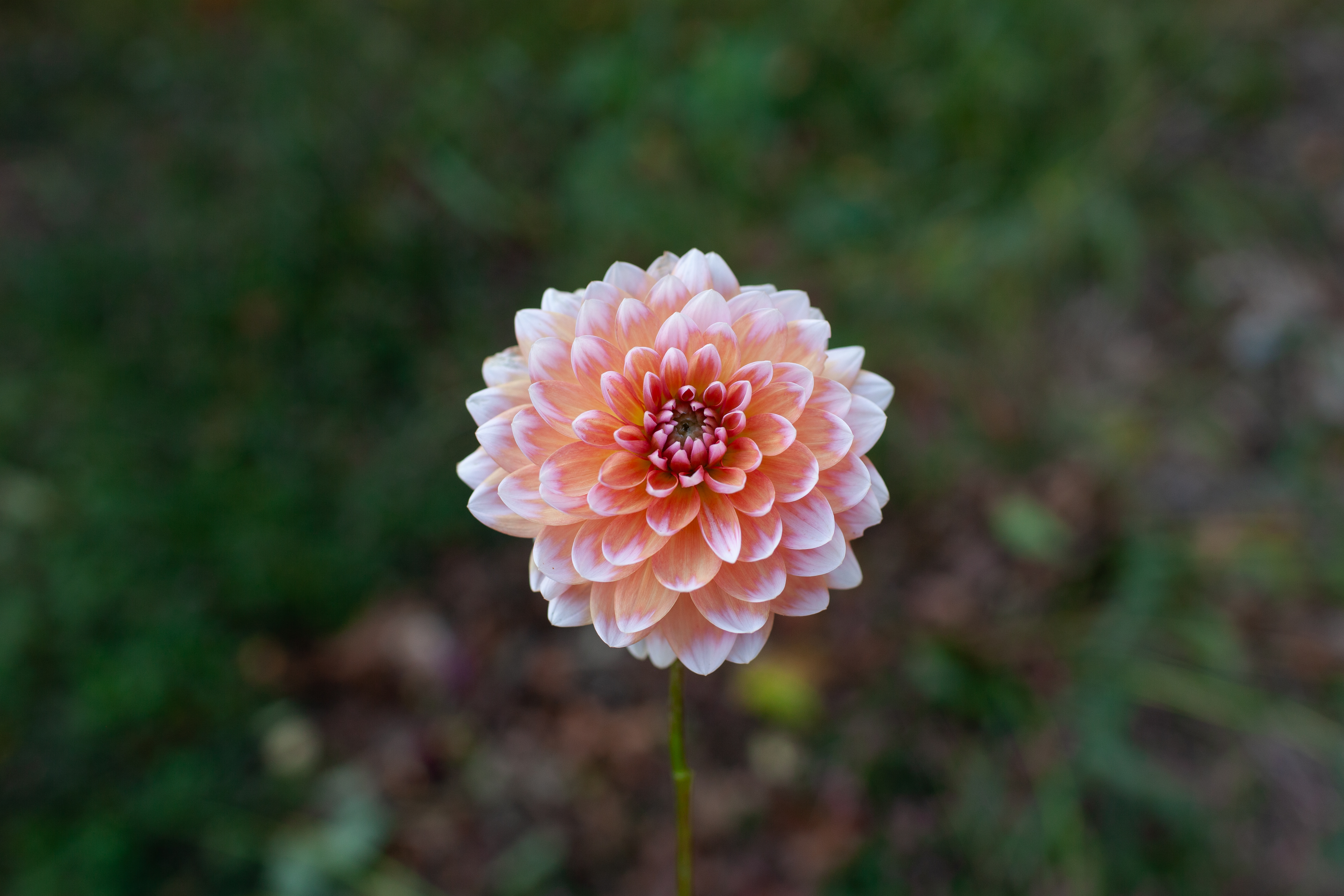 Summit Festival dahlia