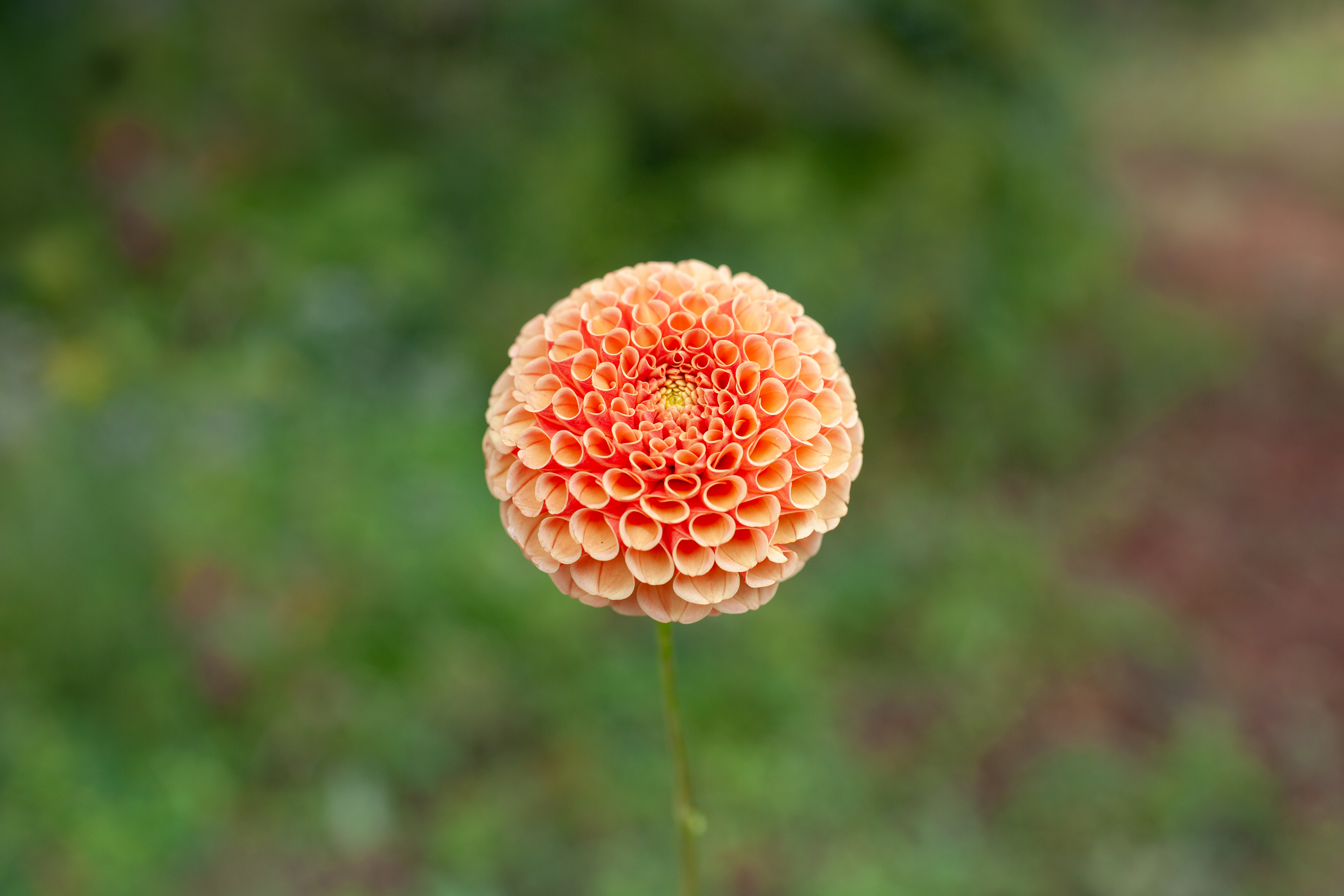 Suncrest dahlia