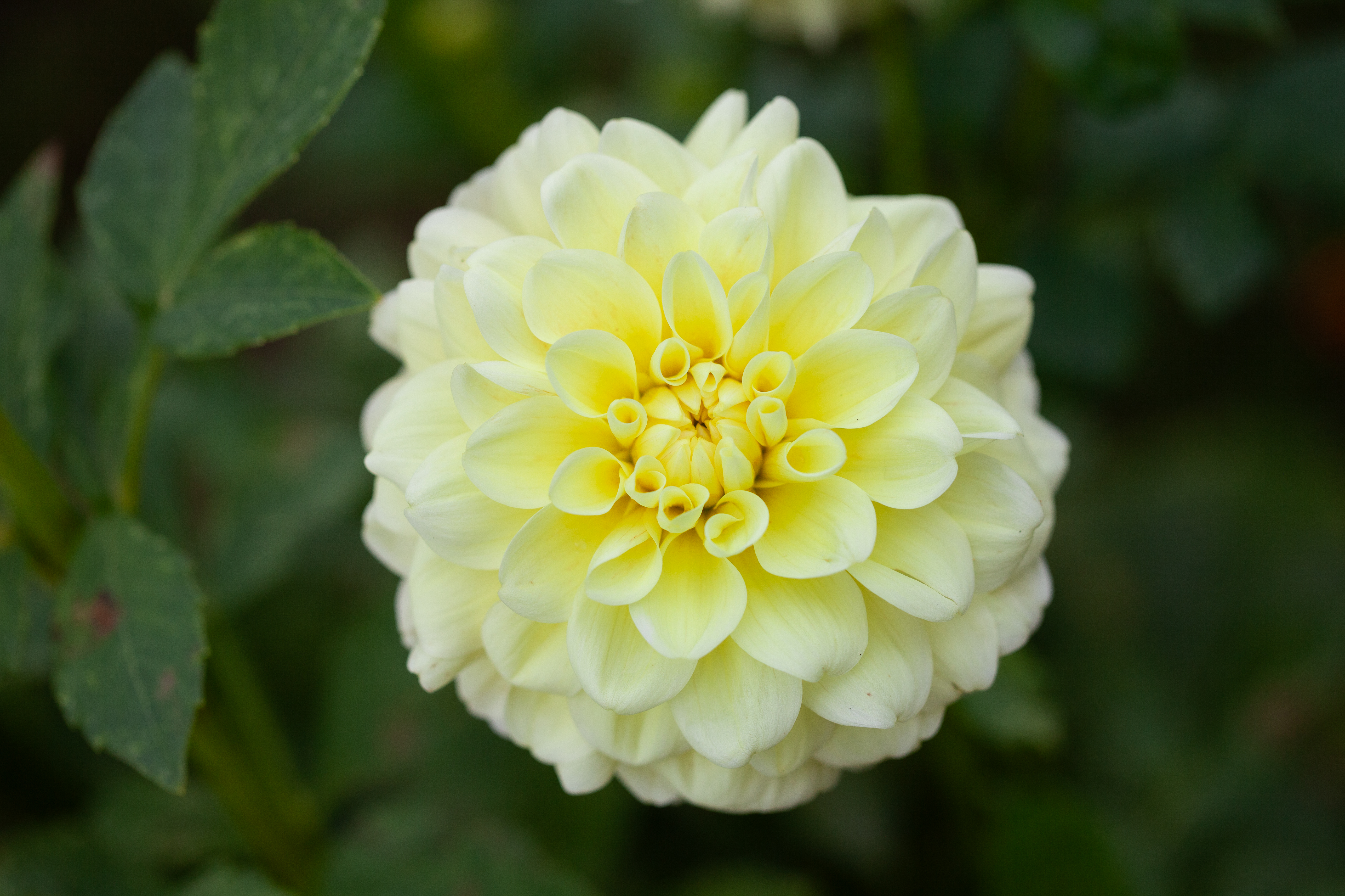 Sun Kissed dahlia