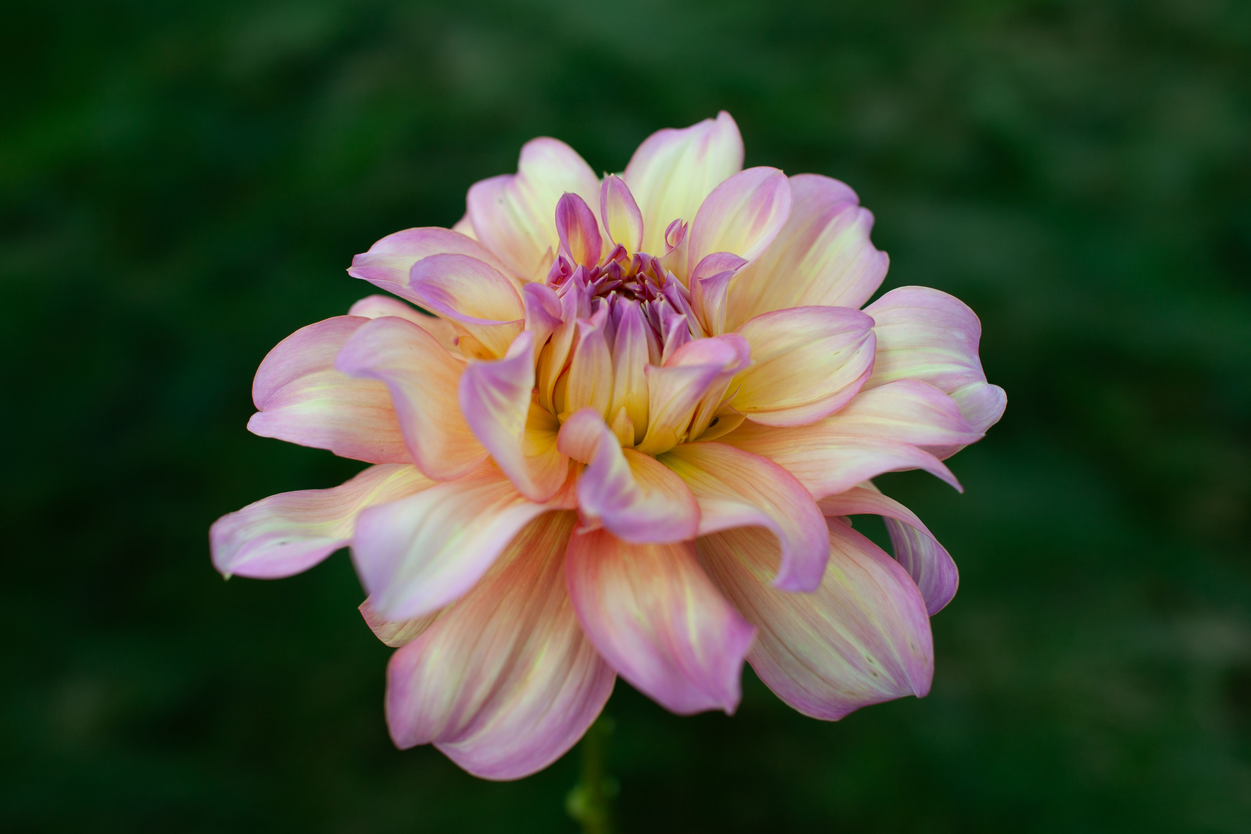 Swan's Desert Storm dahlia
