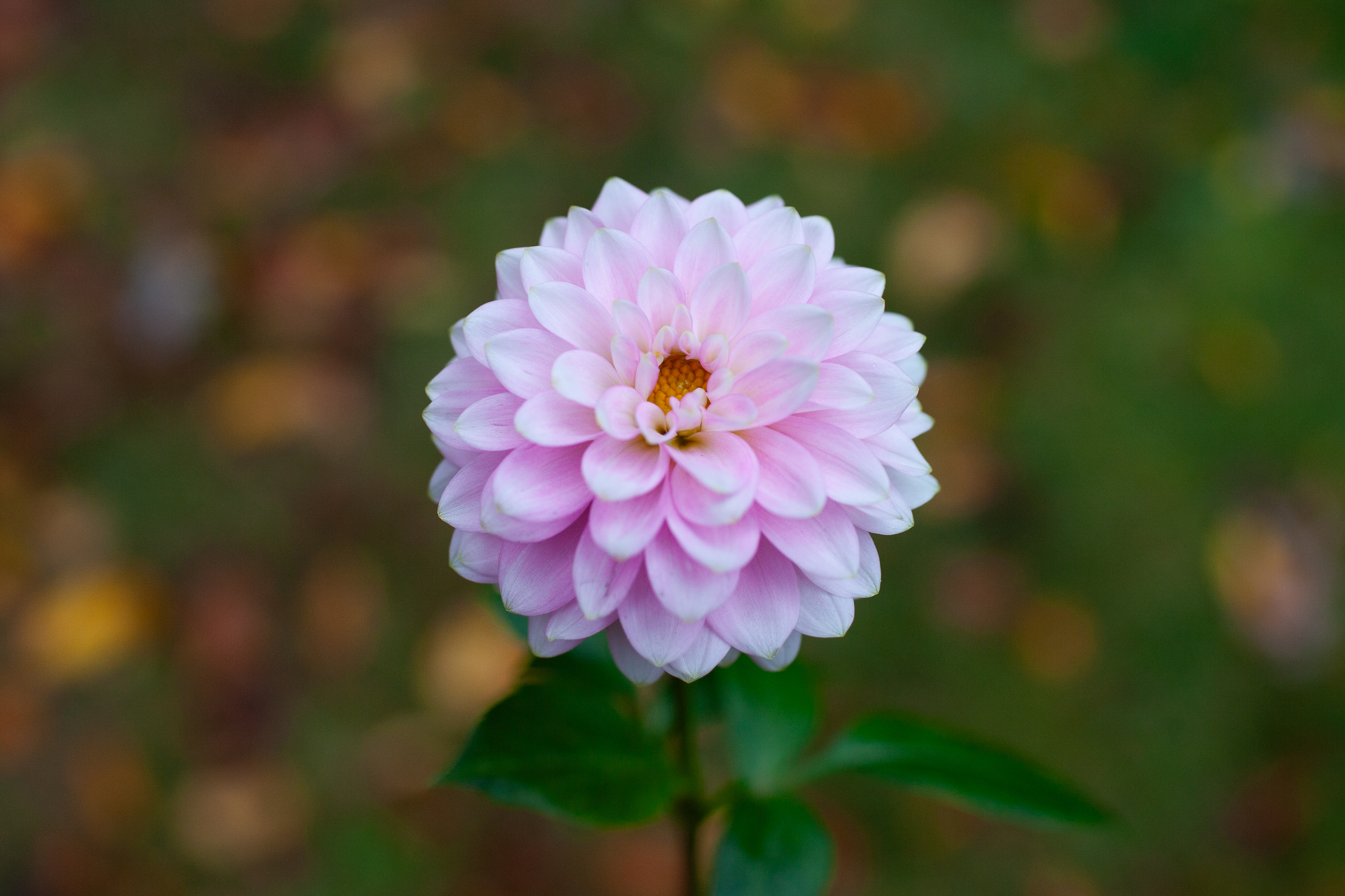 Sweet Caroline dahlia