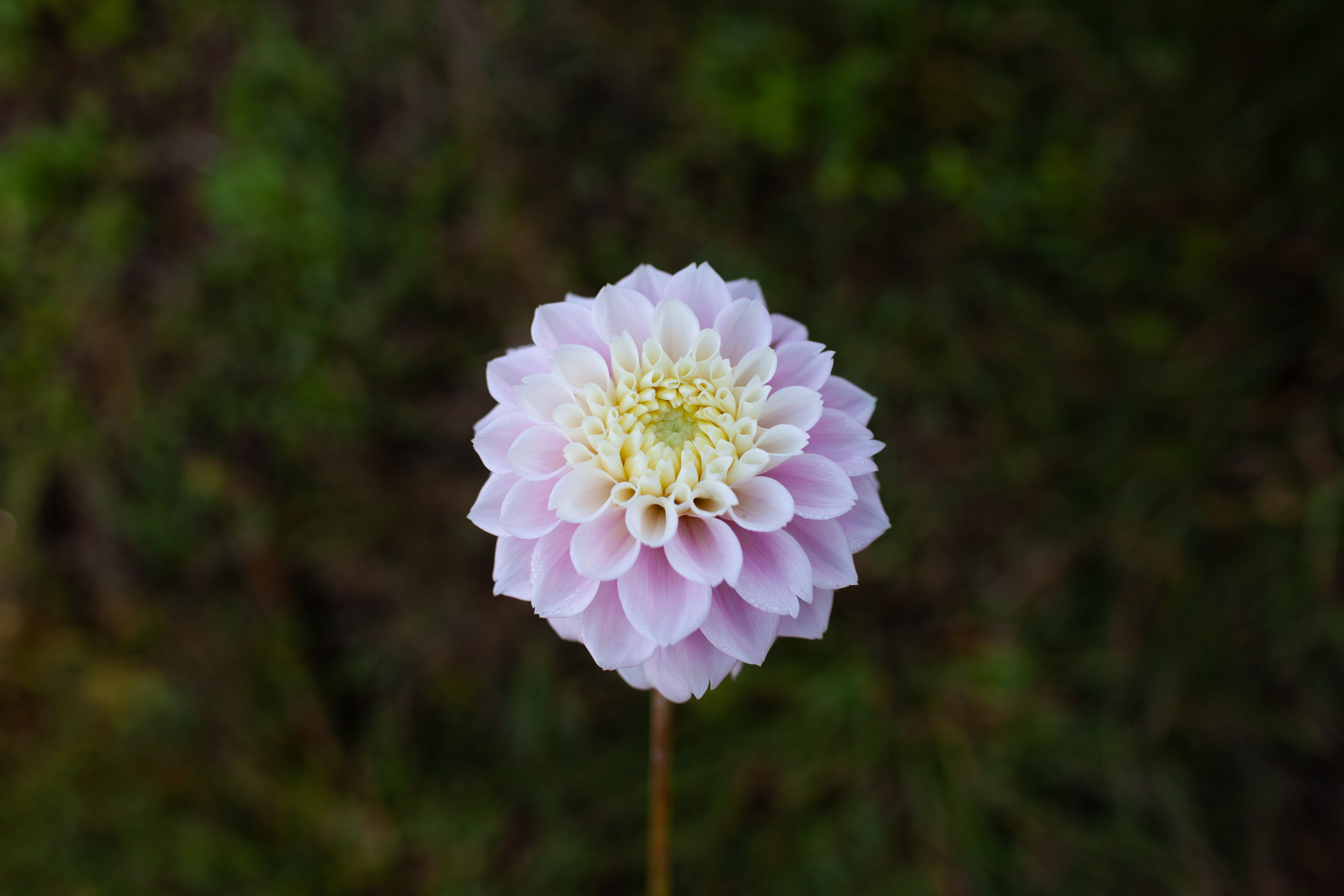 Sweet Love dahlia