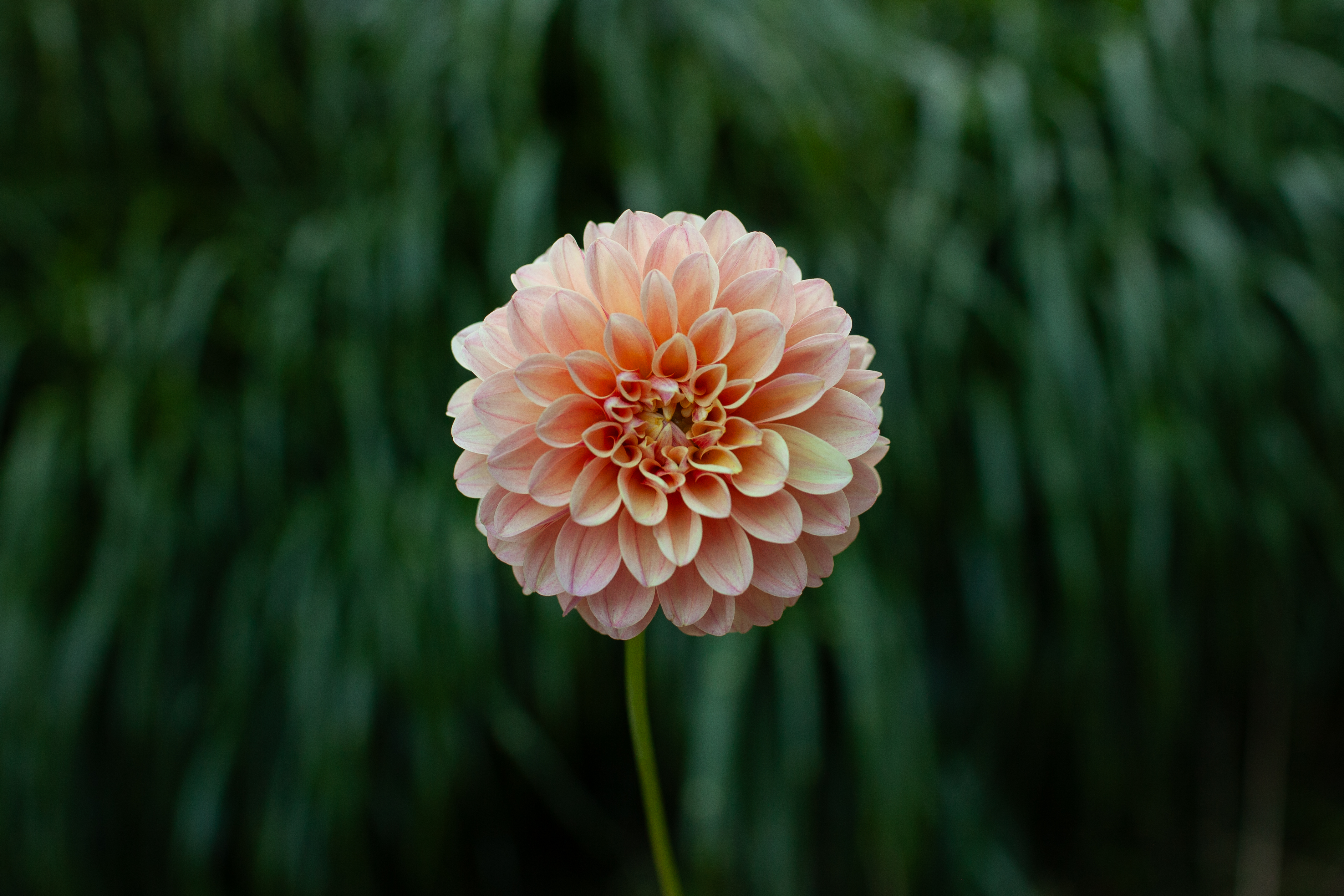 Sweet Suzanne dahlia