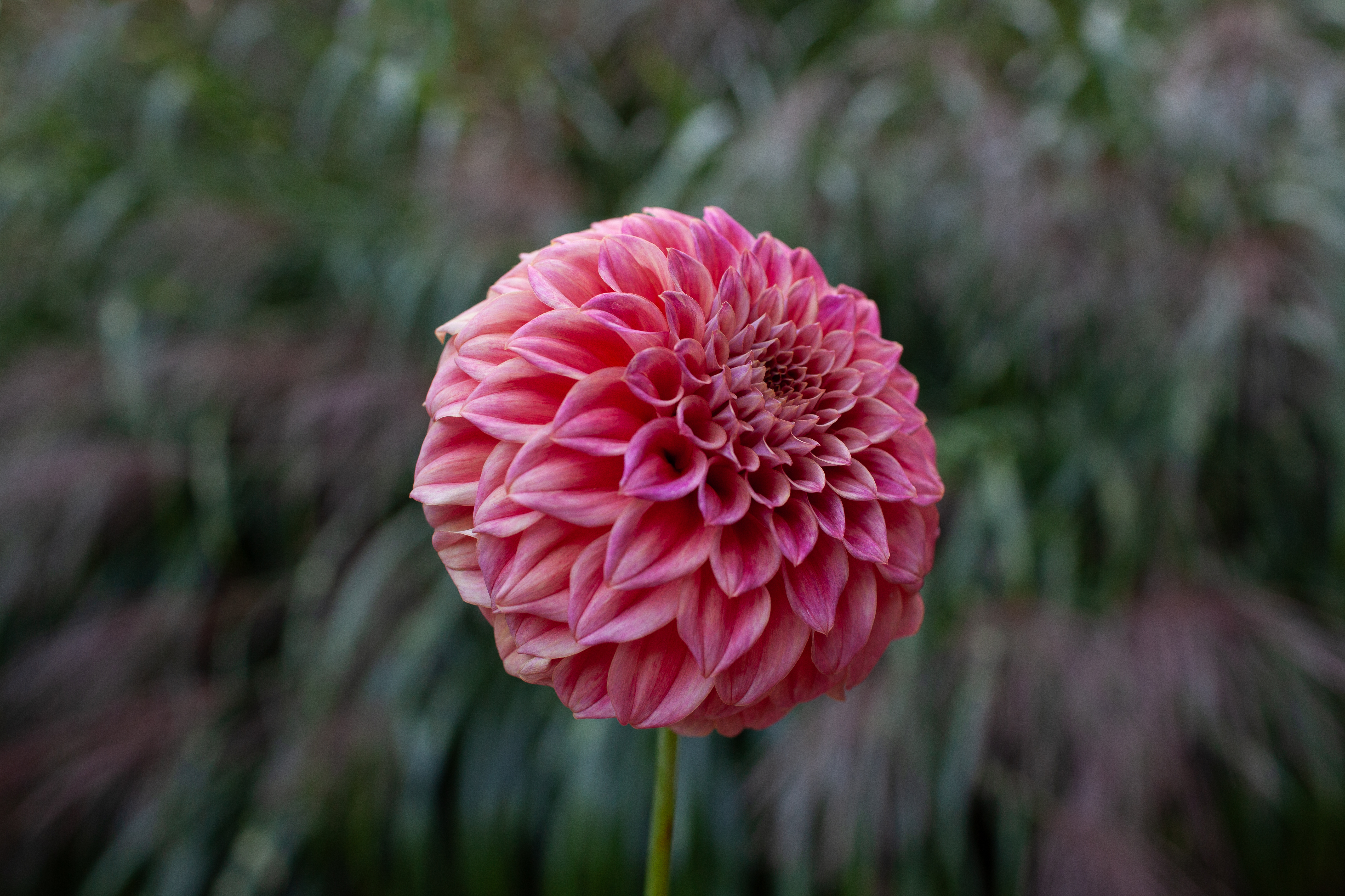 Sylvia Craig Hunter dahlia