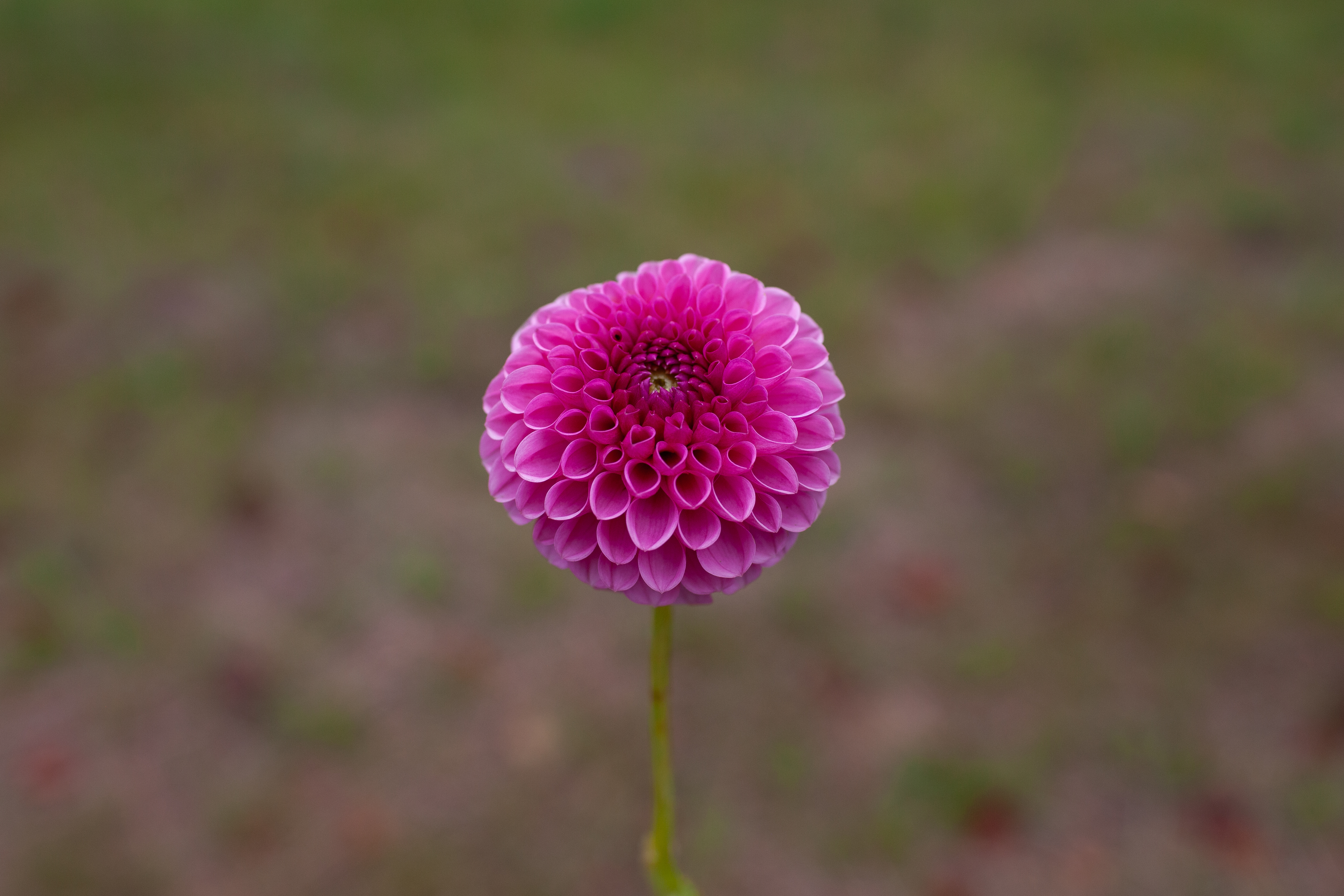 Tahoma April dahlia