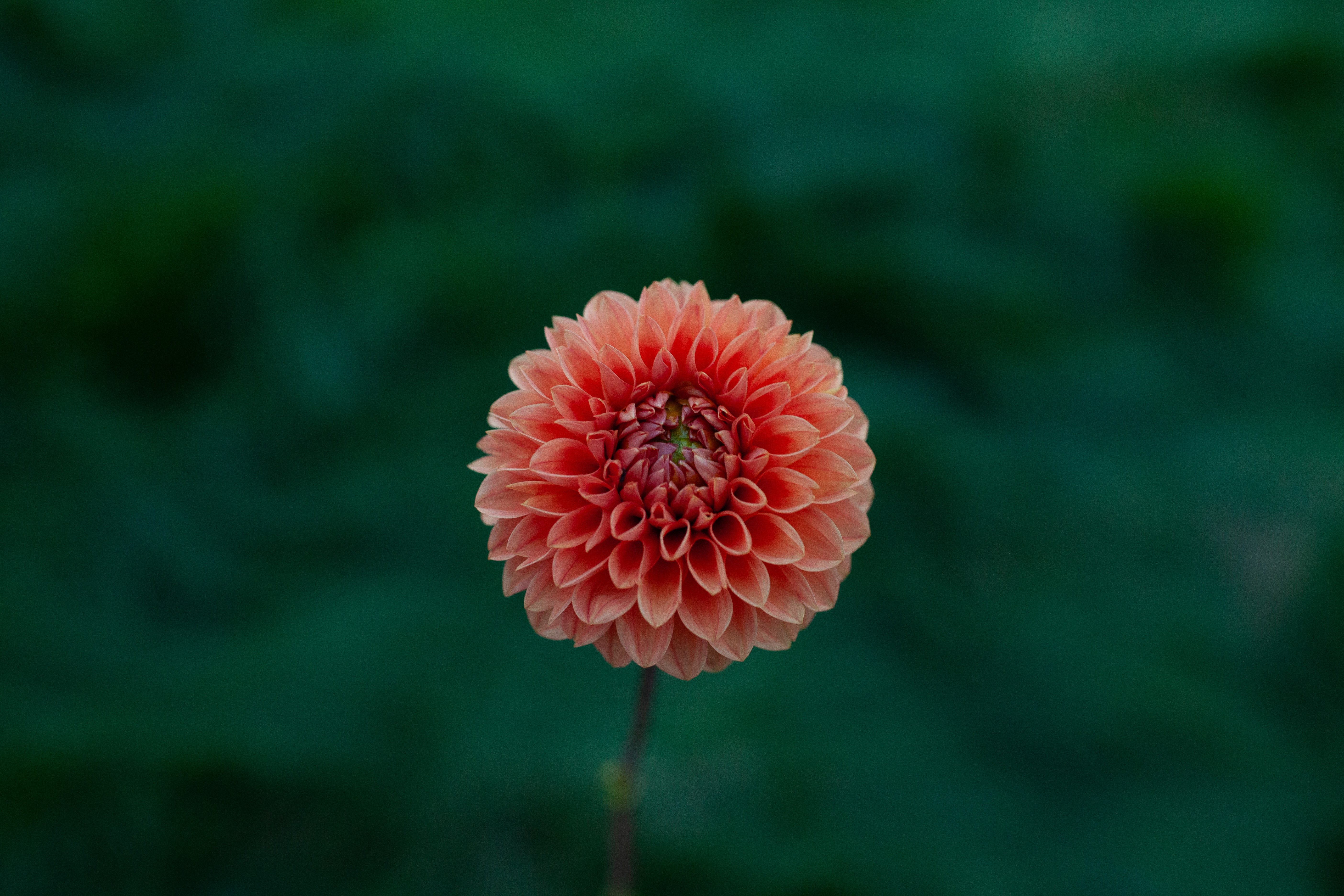 Tahoma Amble dahlia