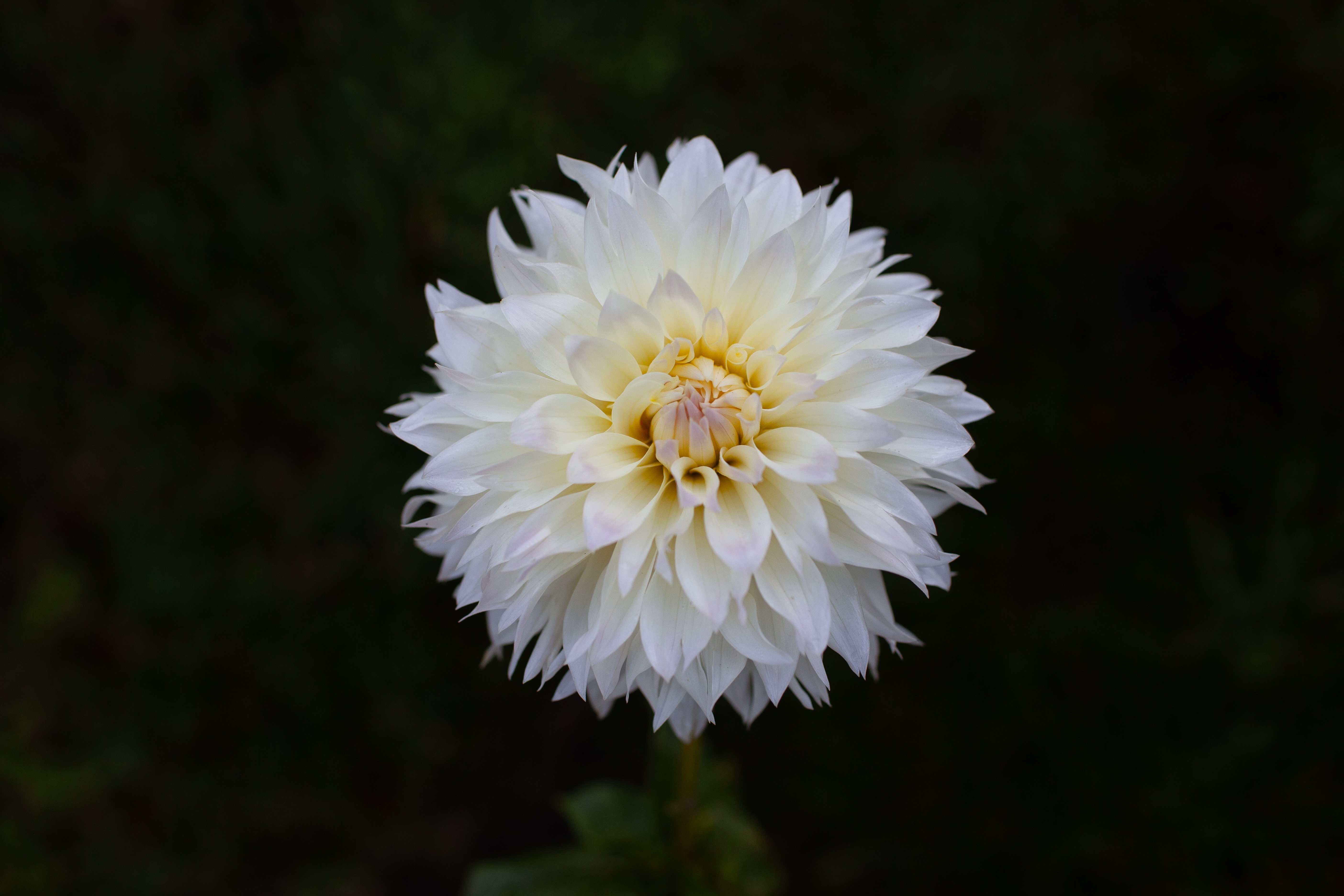 Tahoma Early Dawn dahlia