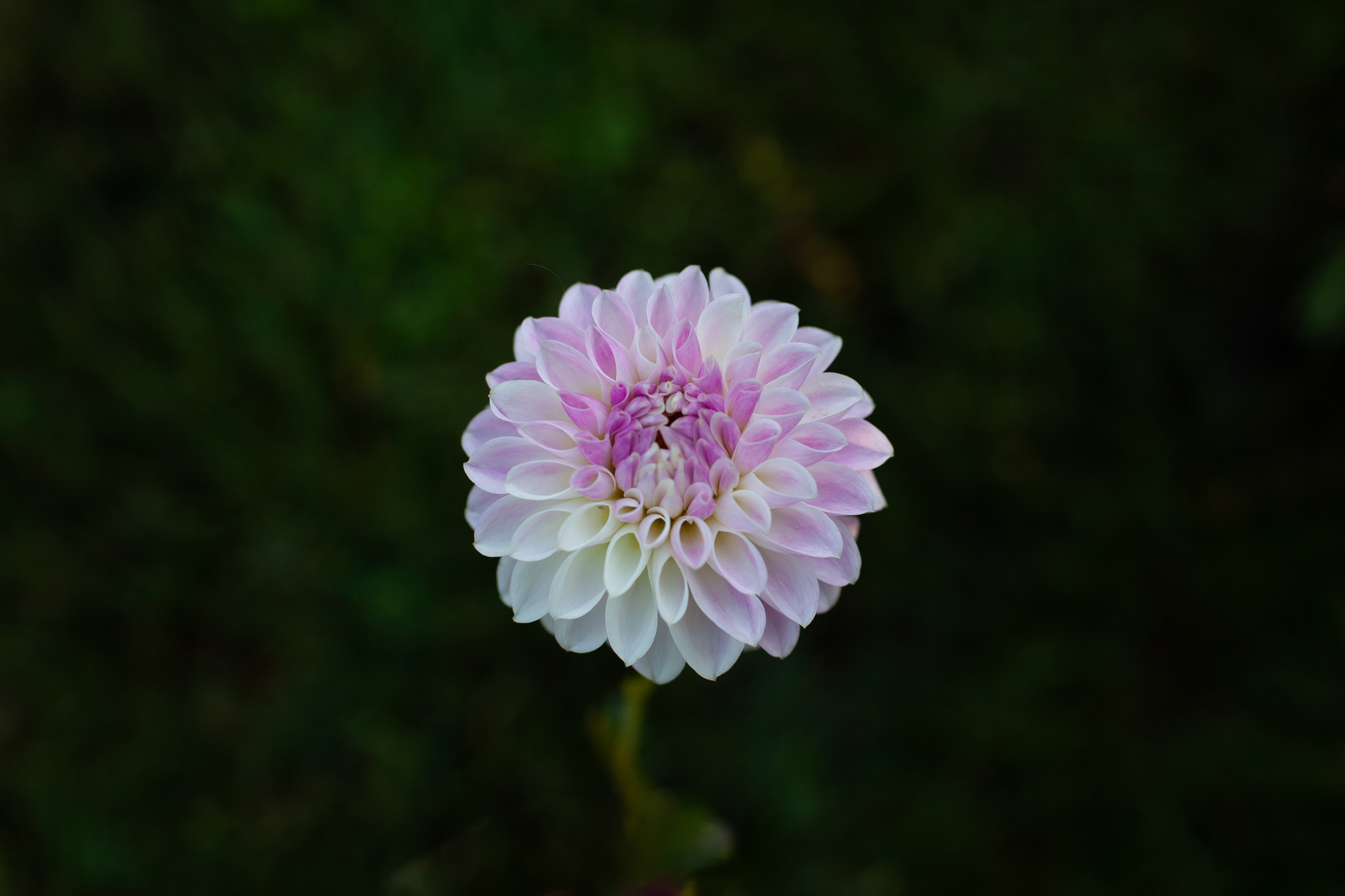 Tahoma Kelli dahlia