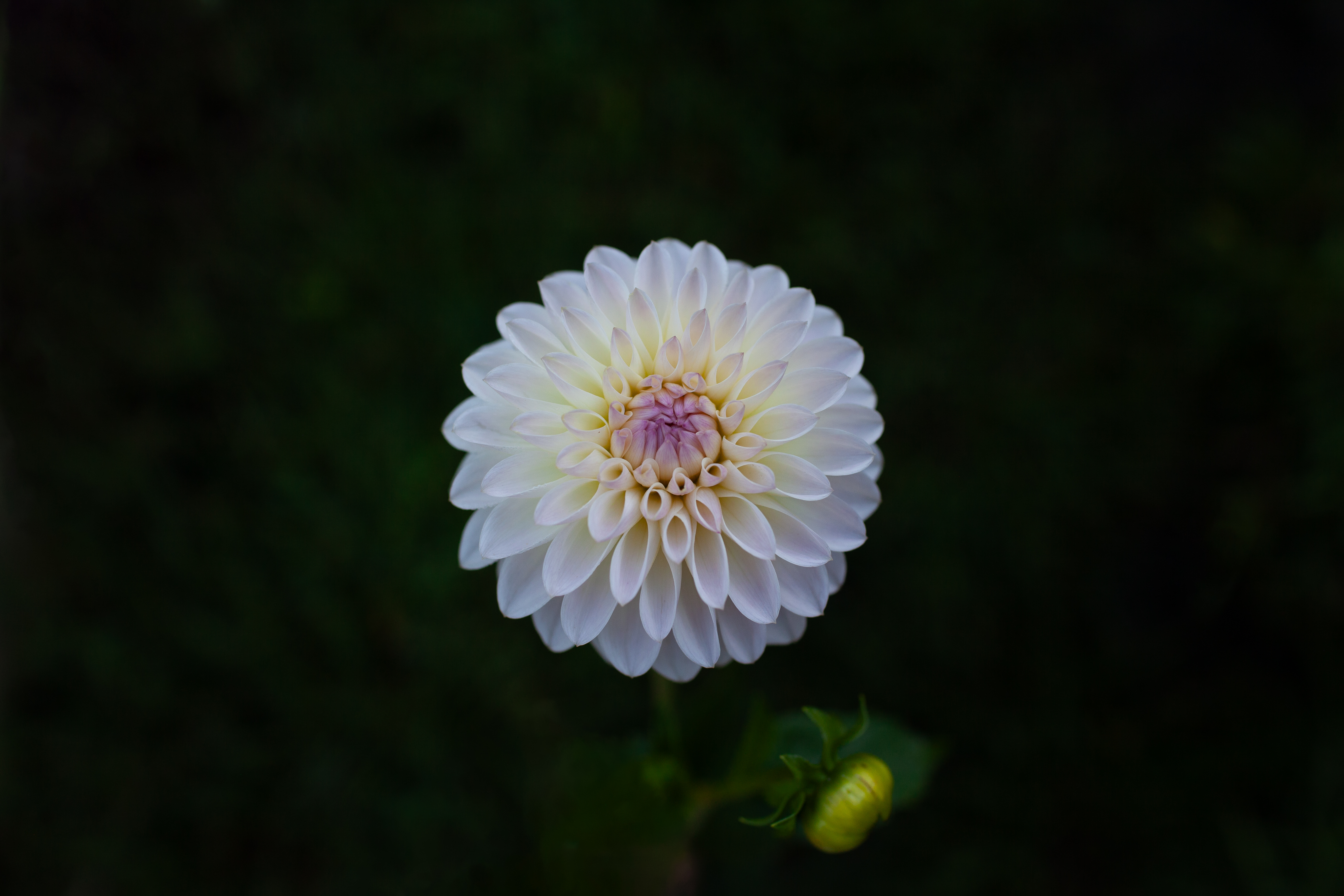 Tahoma Stellar Feller dahlia