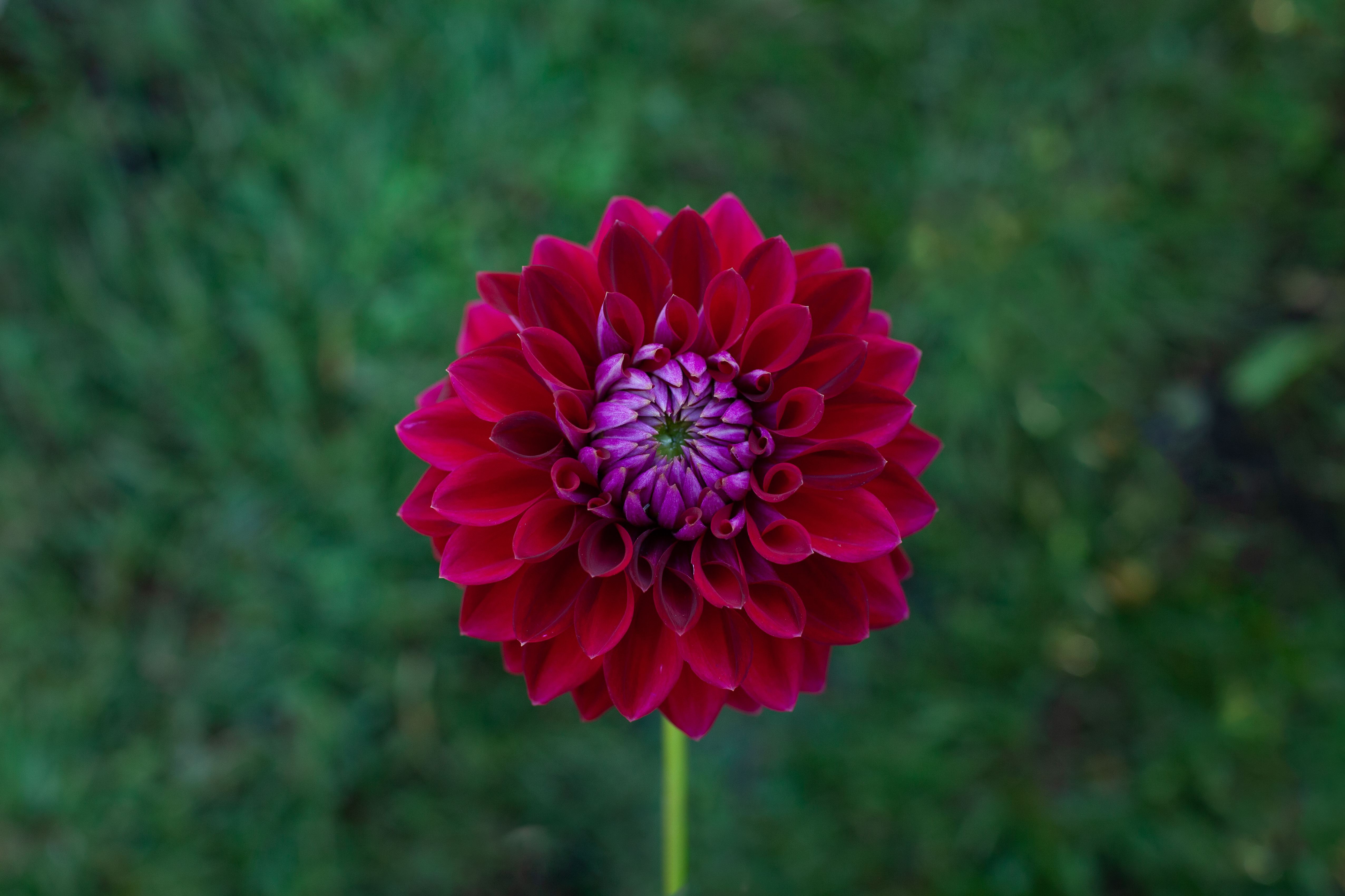 Tahoma Velvet dahlia