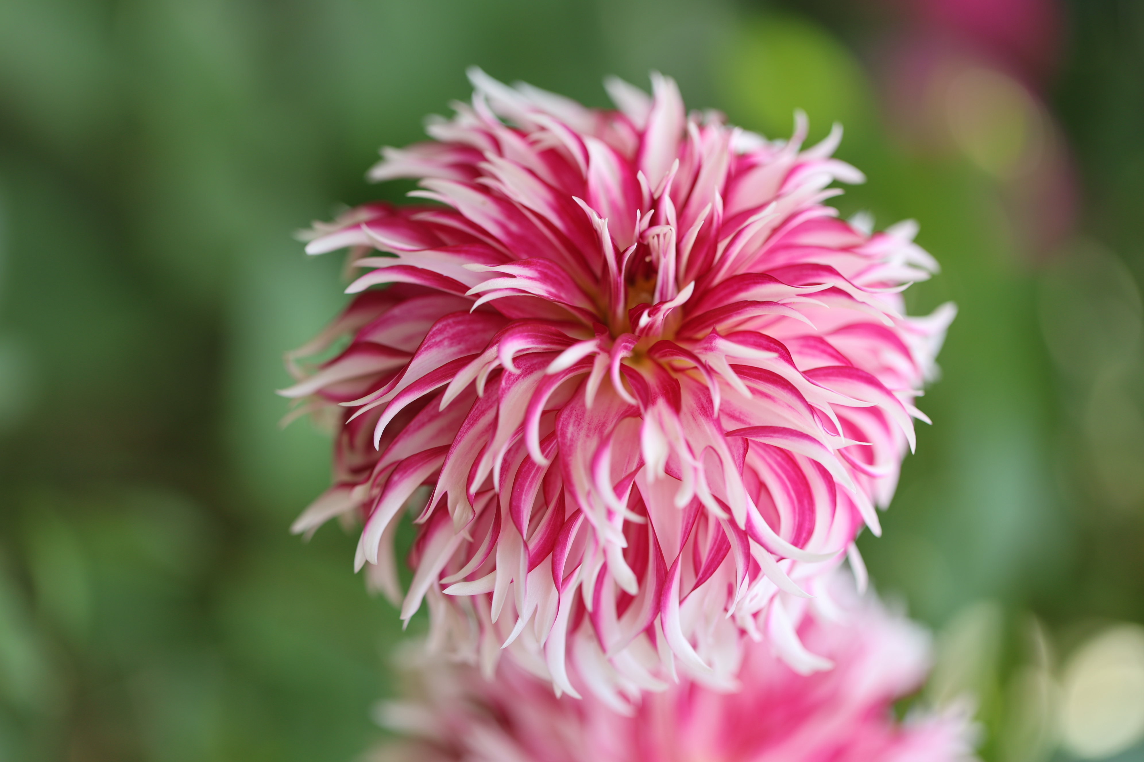 Tahoma Tempest dahlia