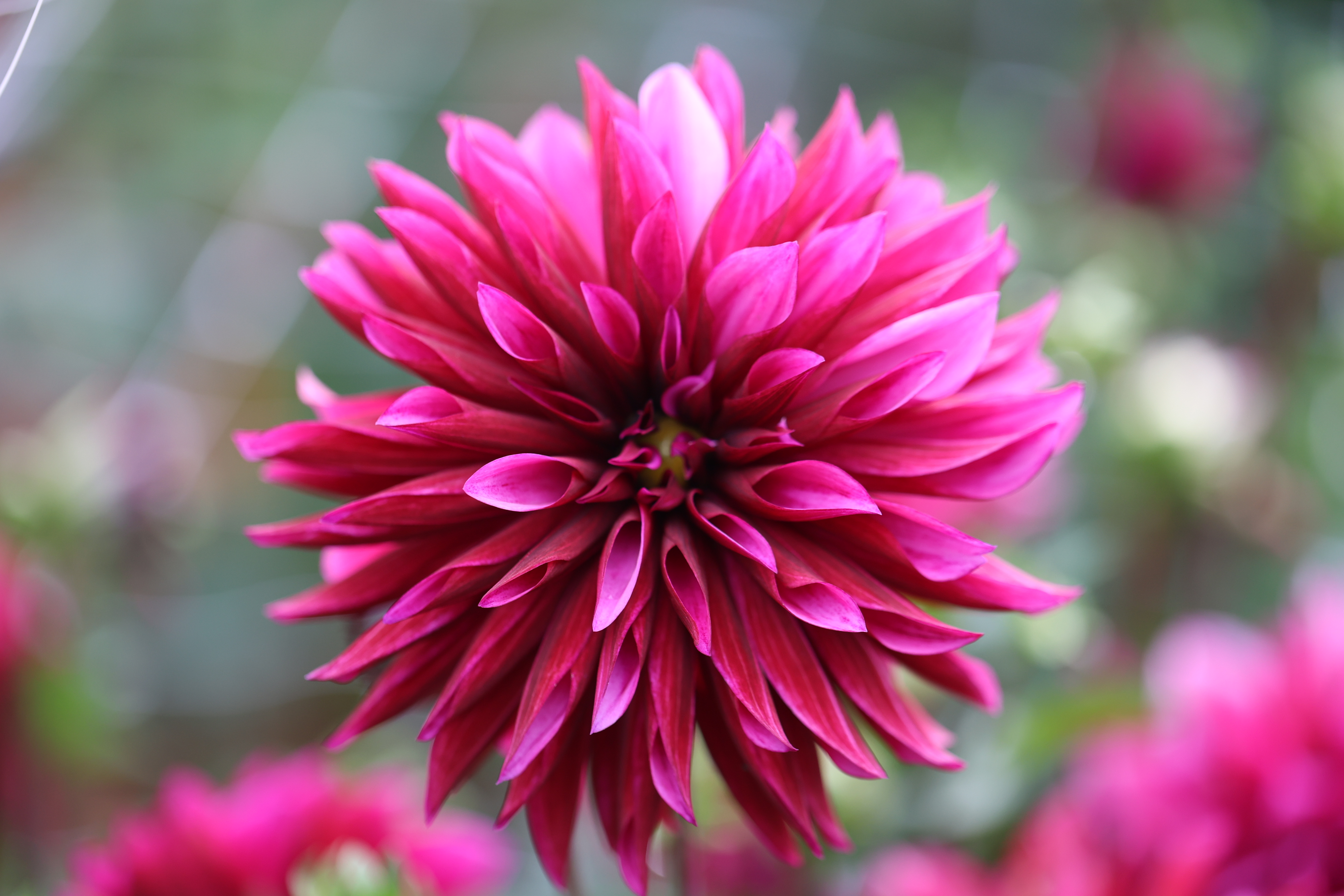 Tanita dahlia