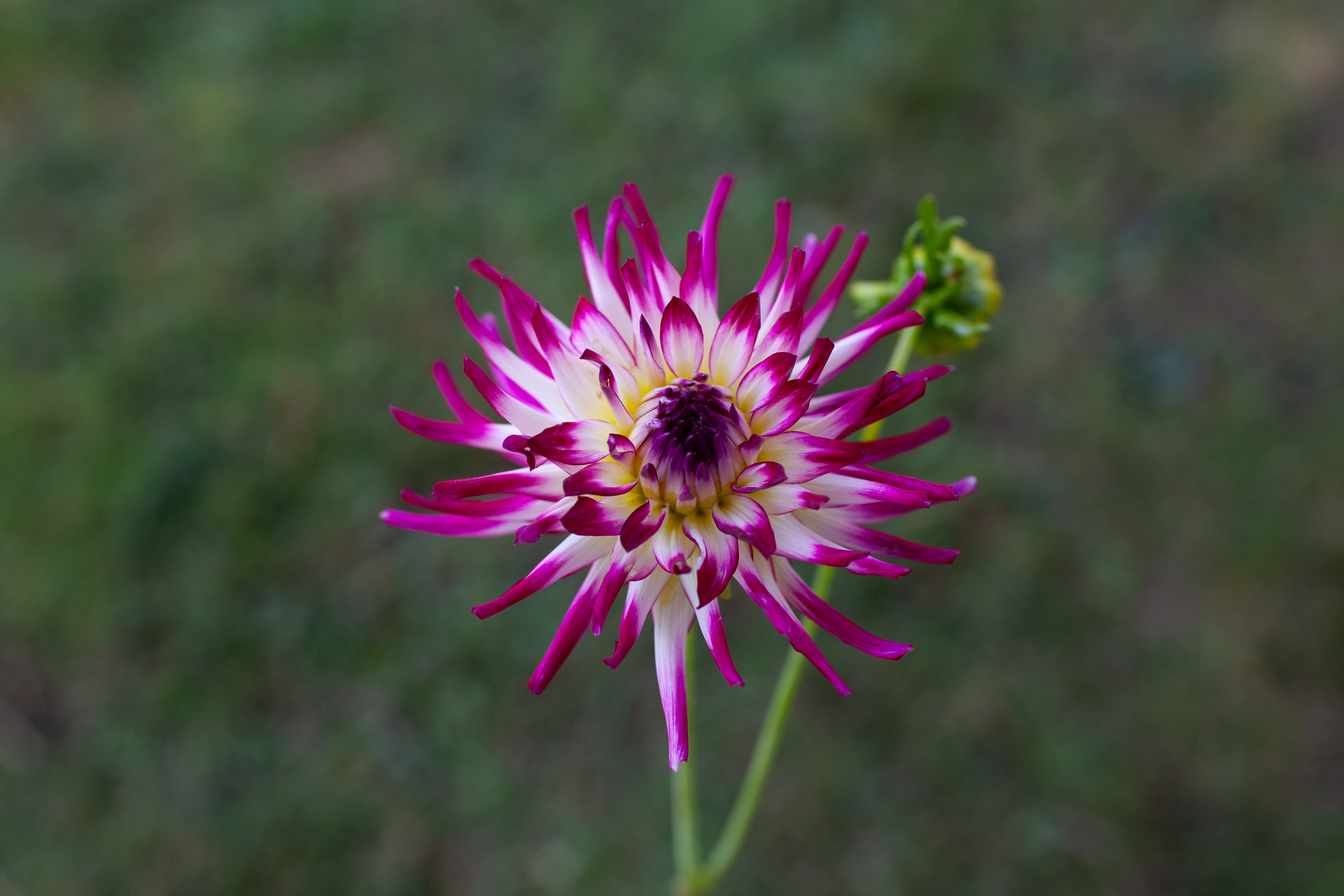 Tanjoh dahlia