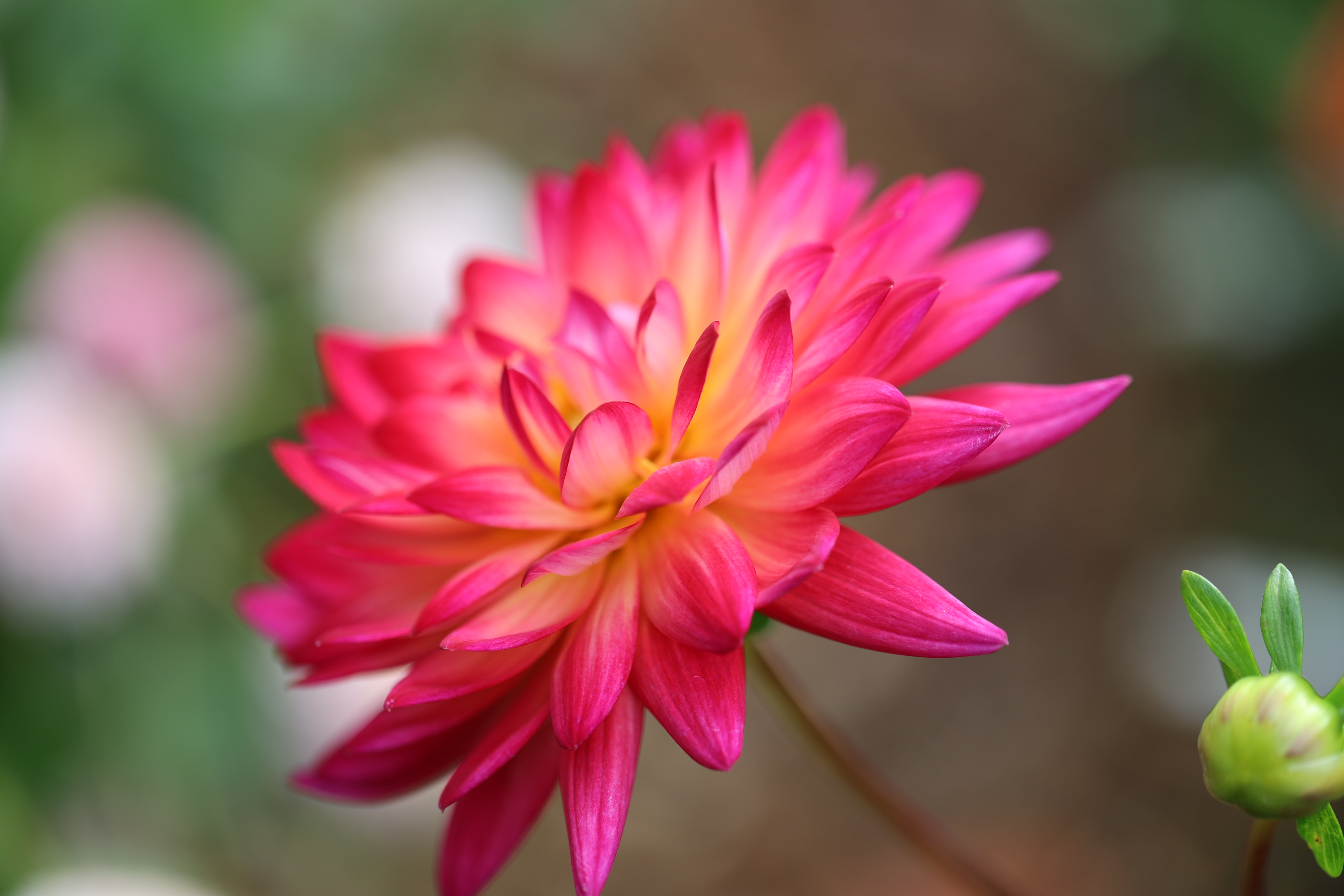Taratahi Glo dahlia