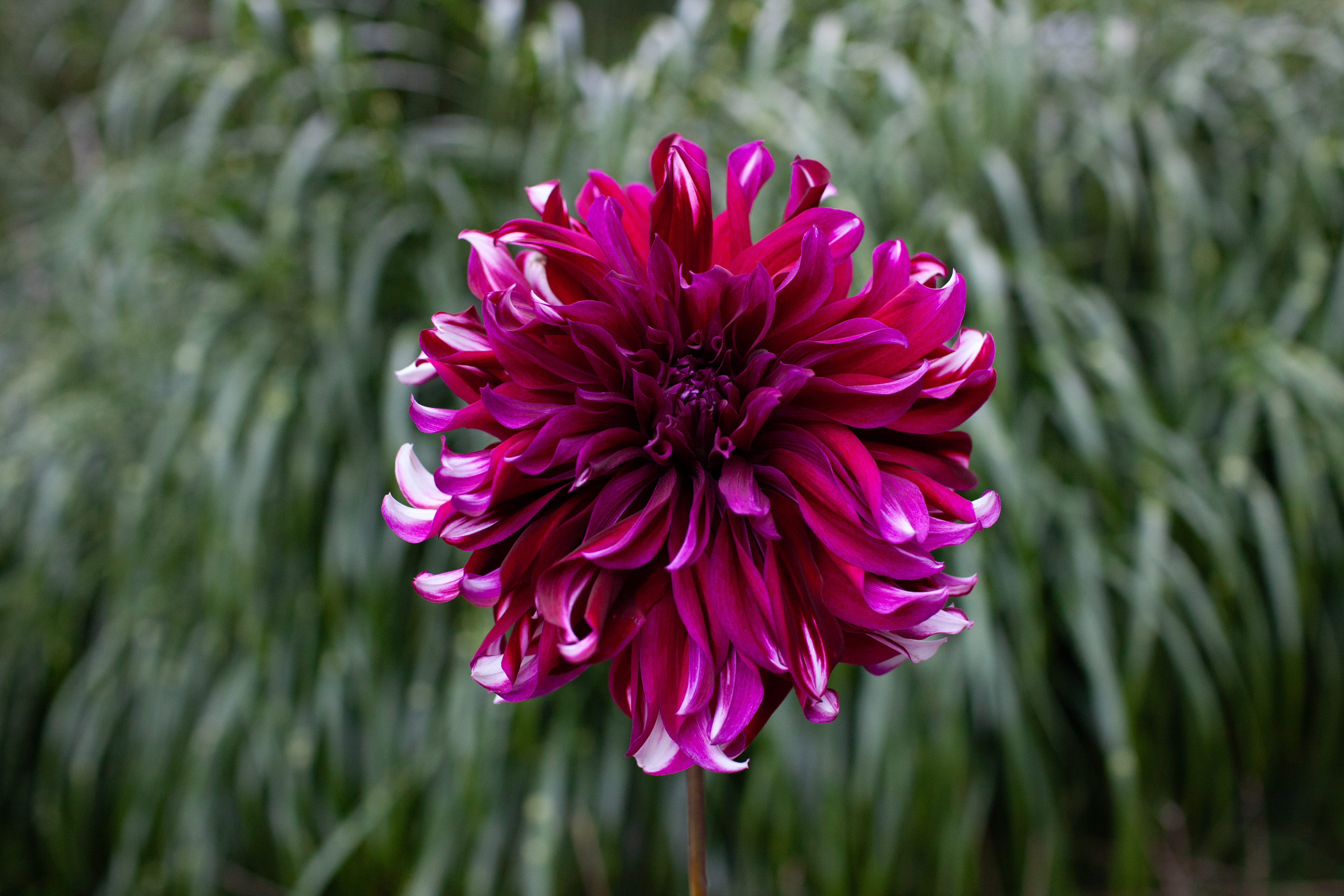 Tartan dahlia