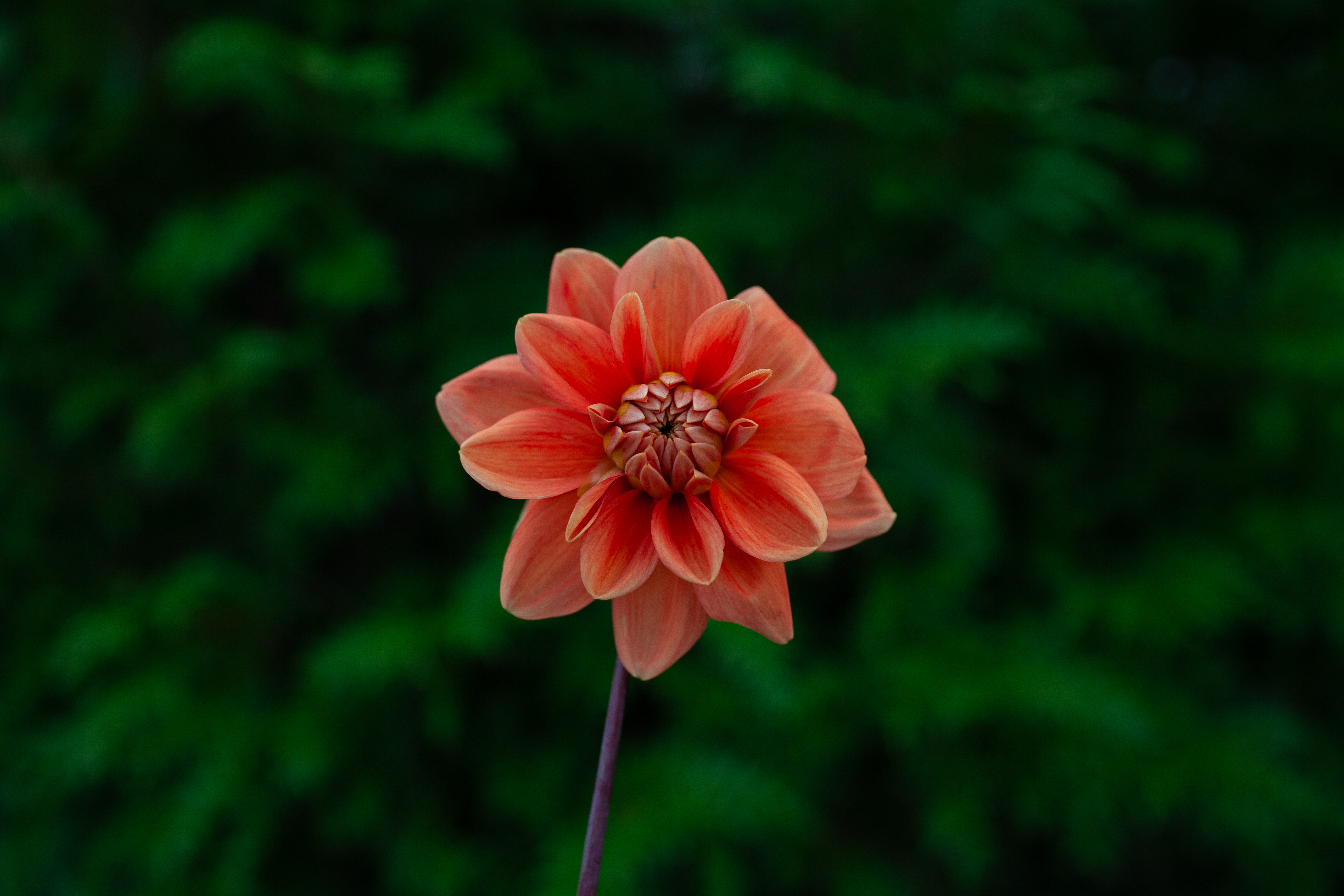 Teddy dahlia