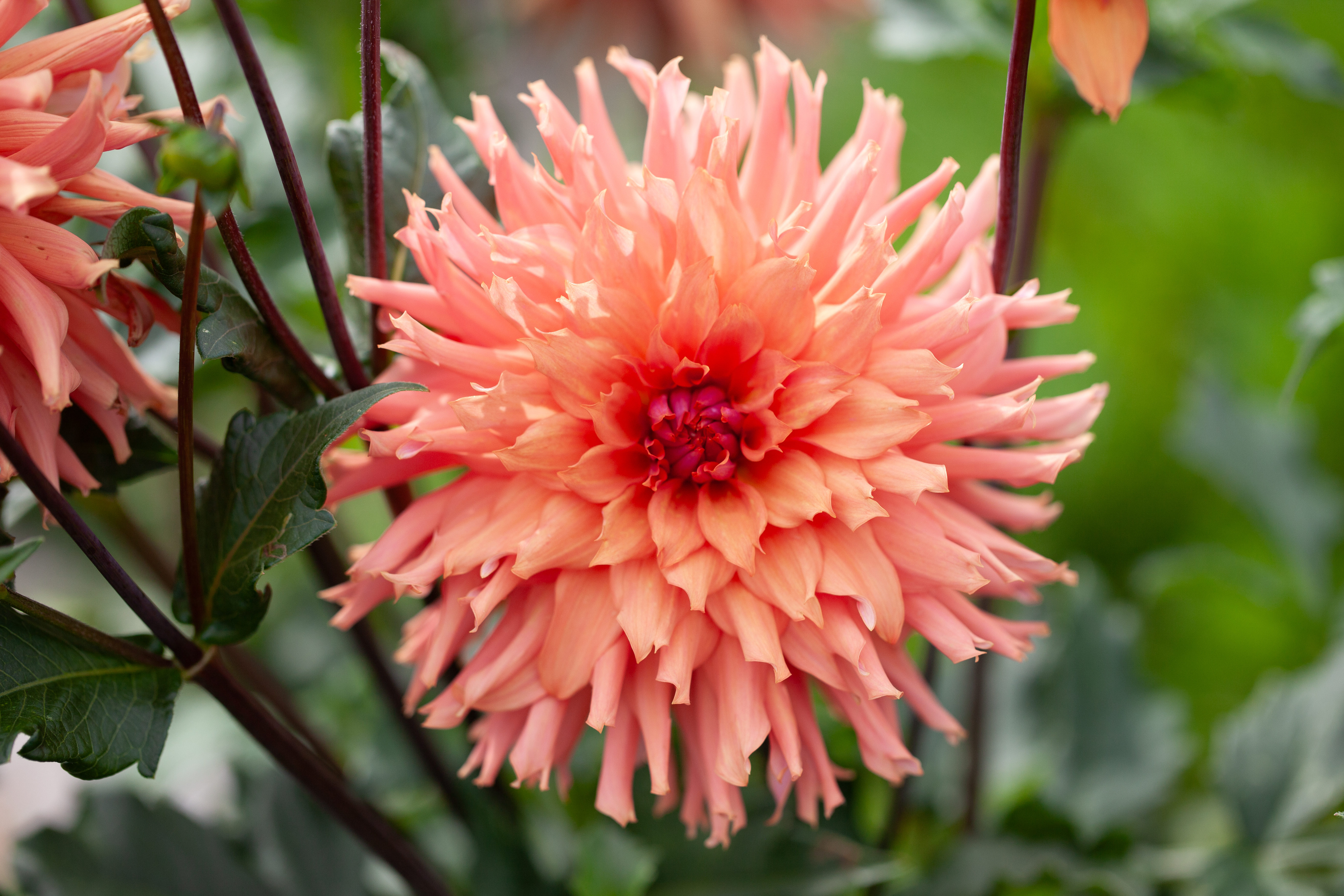 Terracotta dahlia