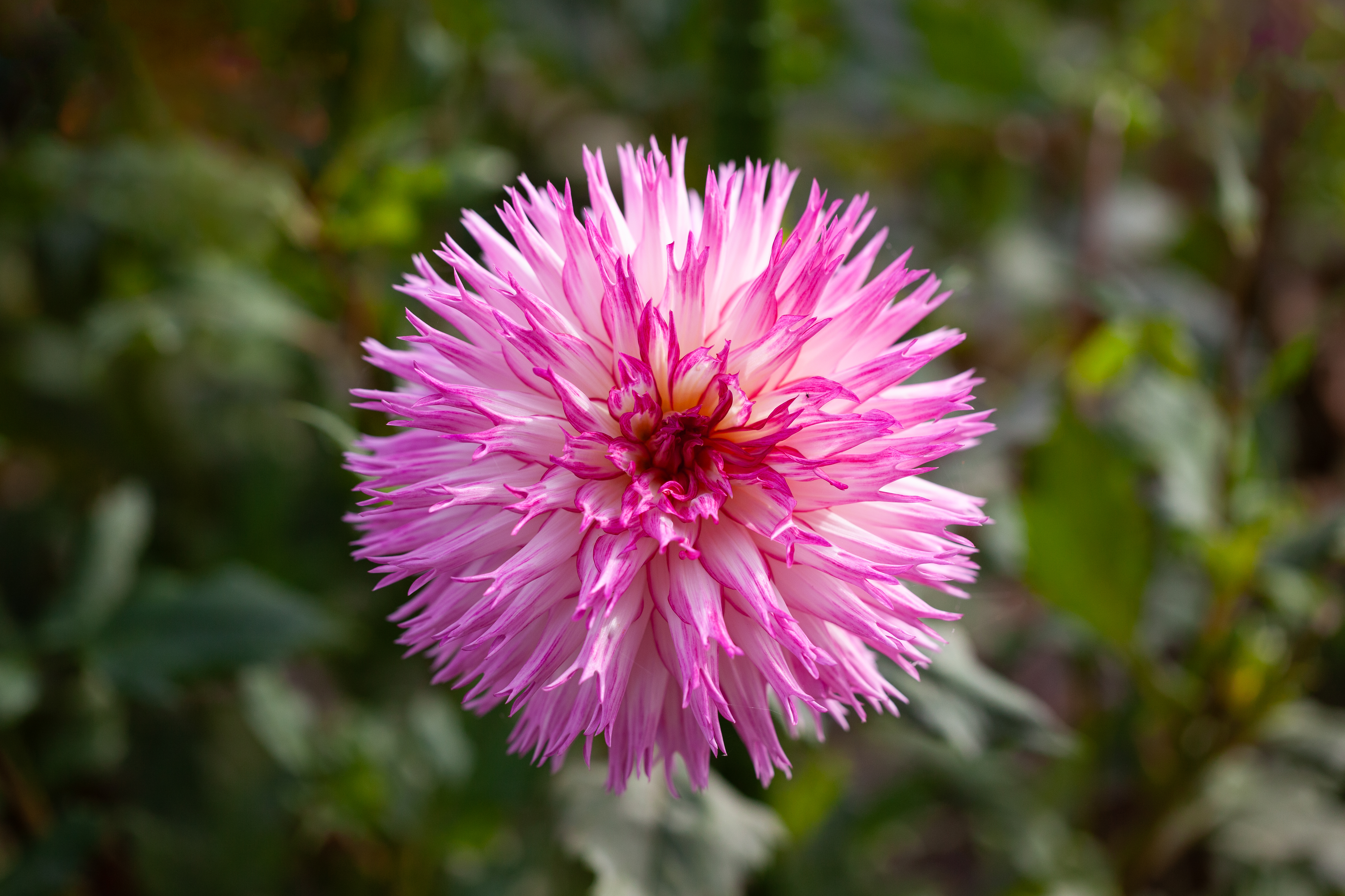 Tioga Lovesong dahlia