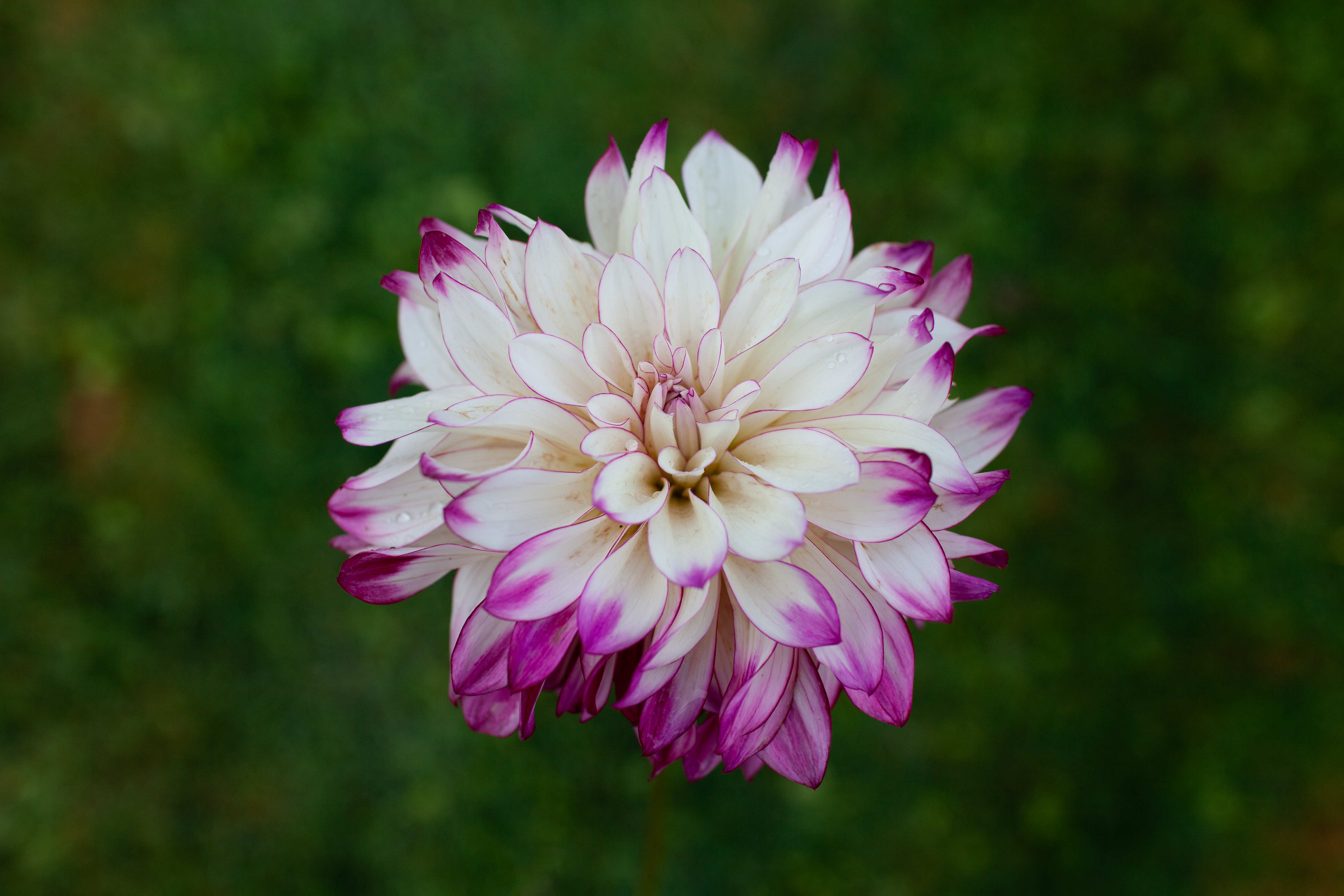 Tipsy dahlia
