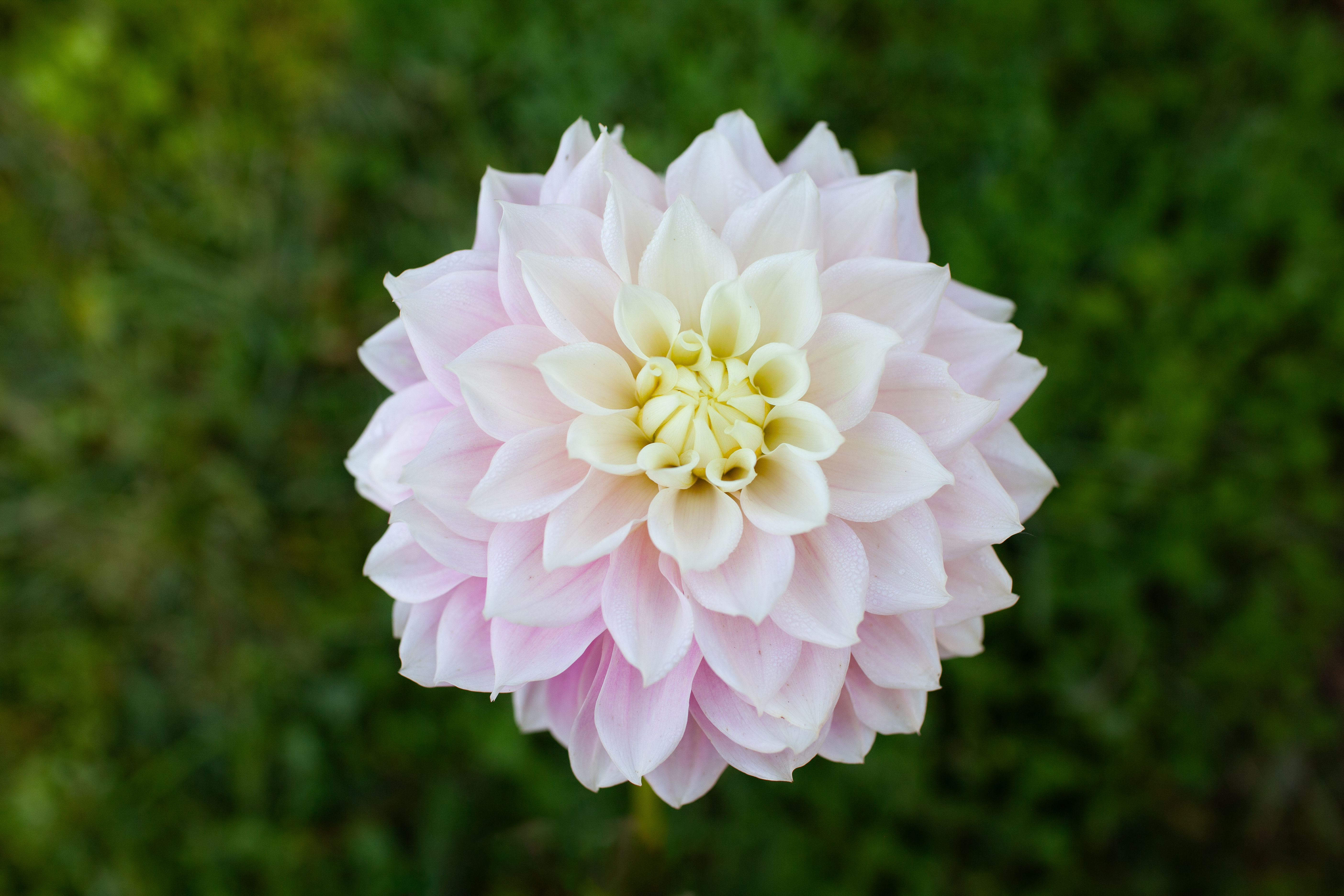 Truly Scrumptious dahlia