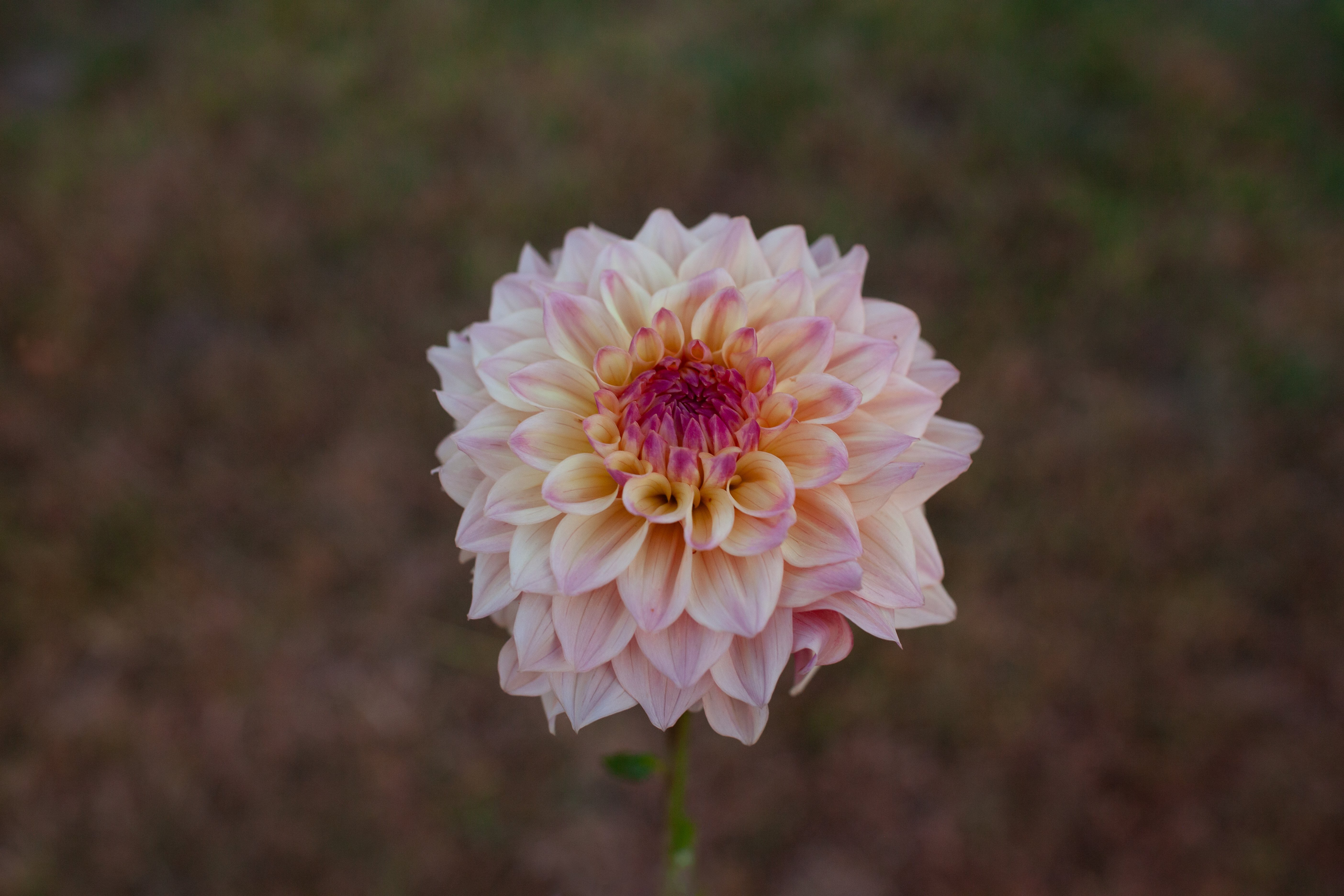 Tuscany dahlia