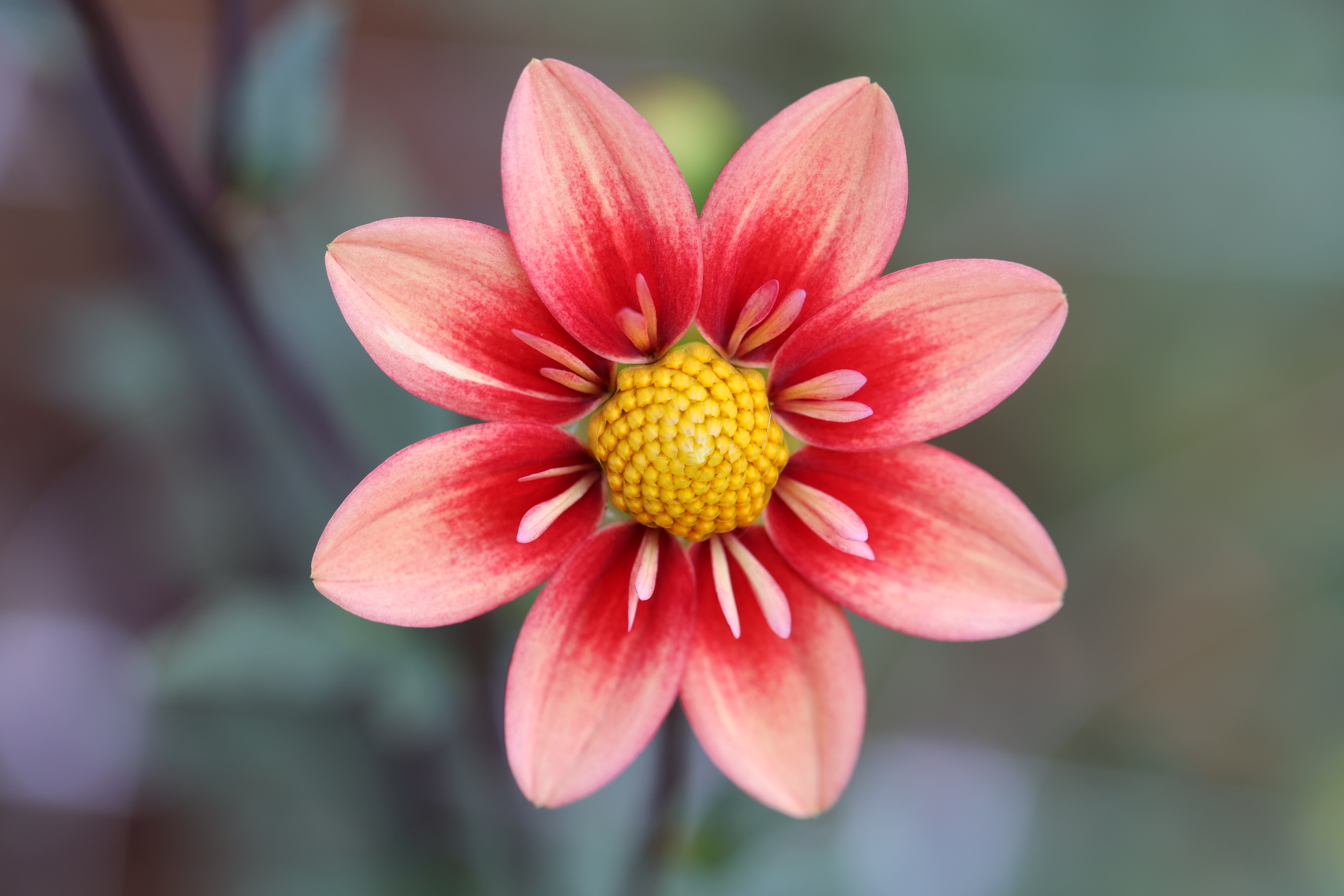 U2 Fire dahlia