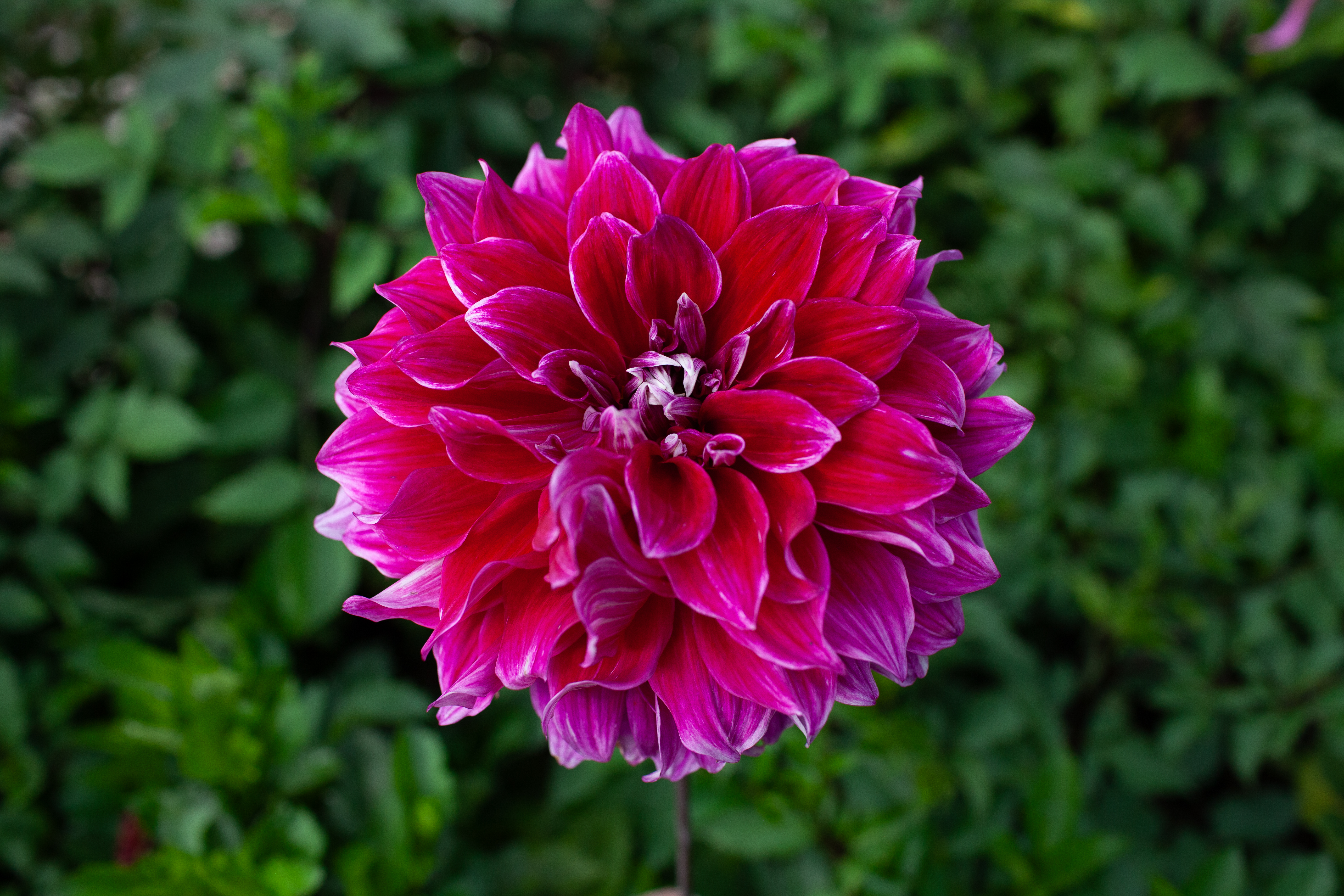 Uncle B dahlia
