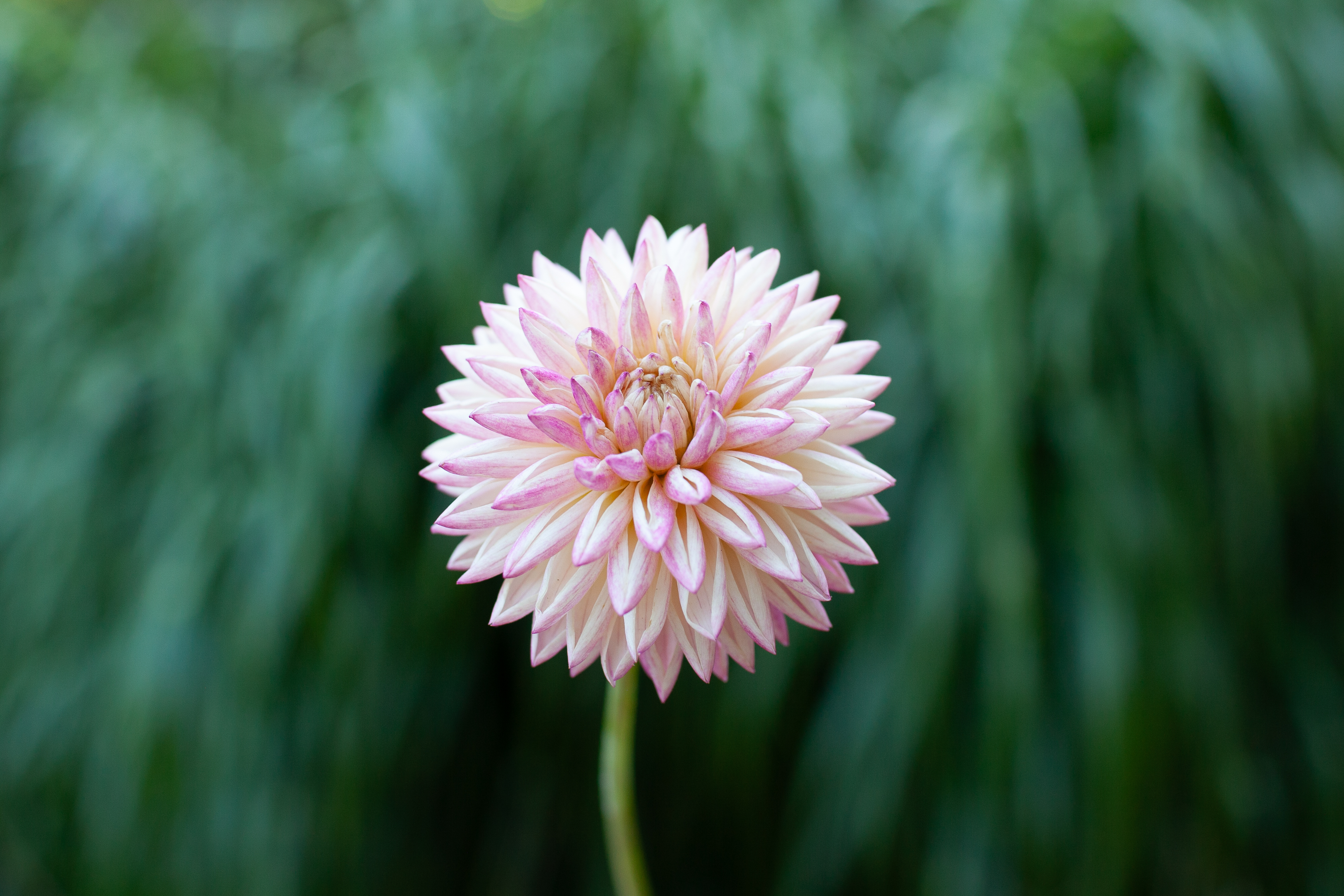 Valley Porcupine dahlia