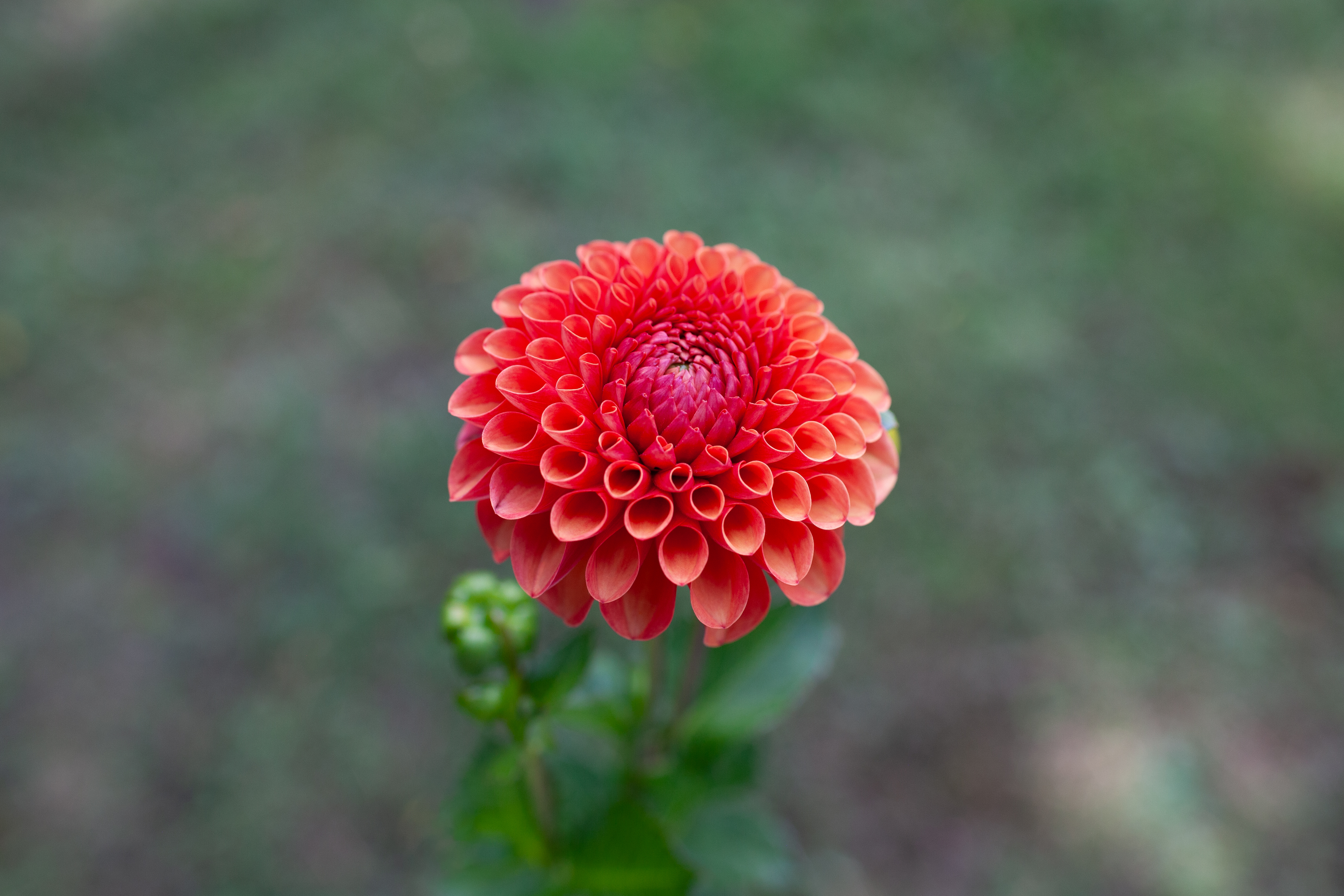 Valley Rust Bucket dahlia