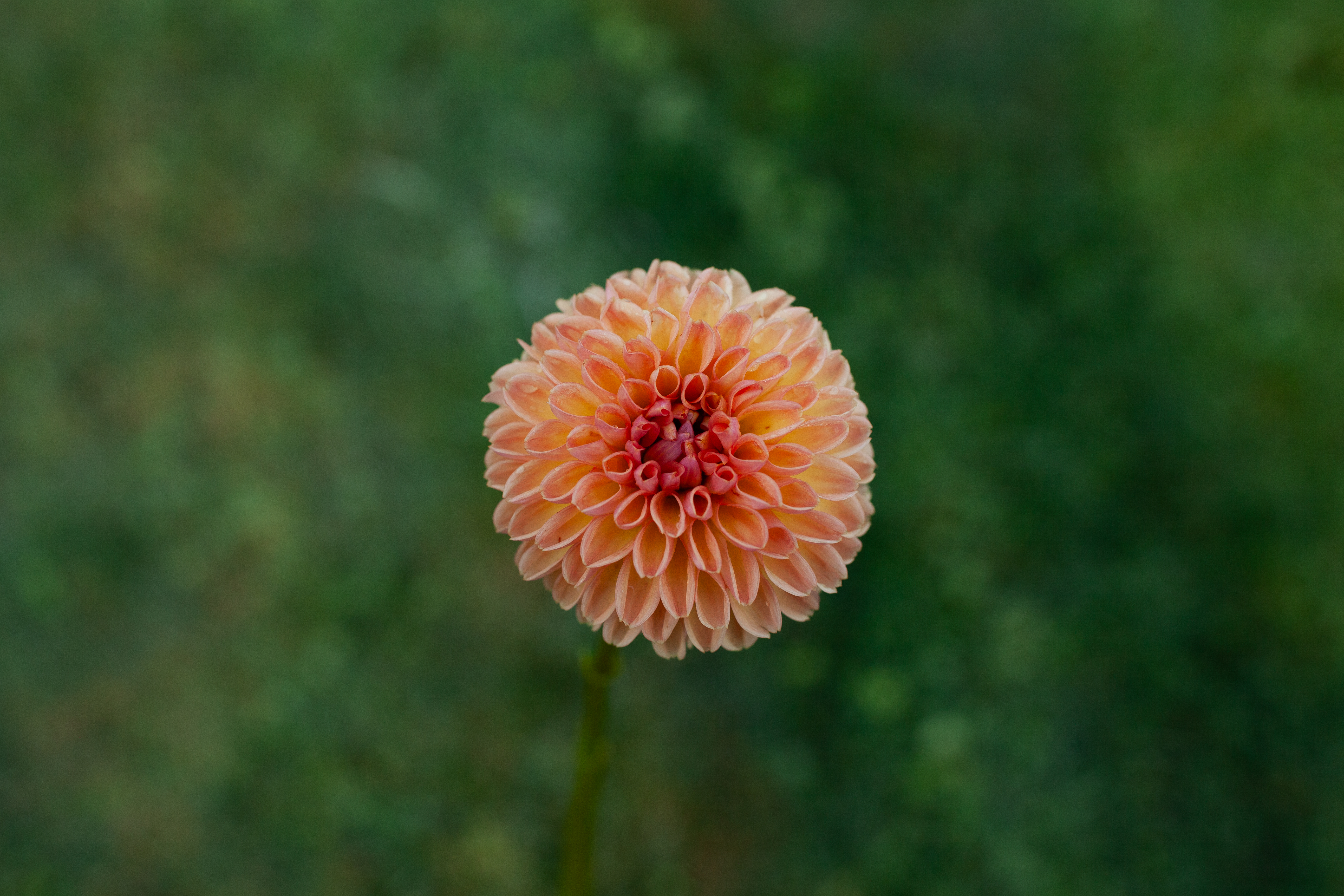 Valley Tawny dahlia