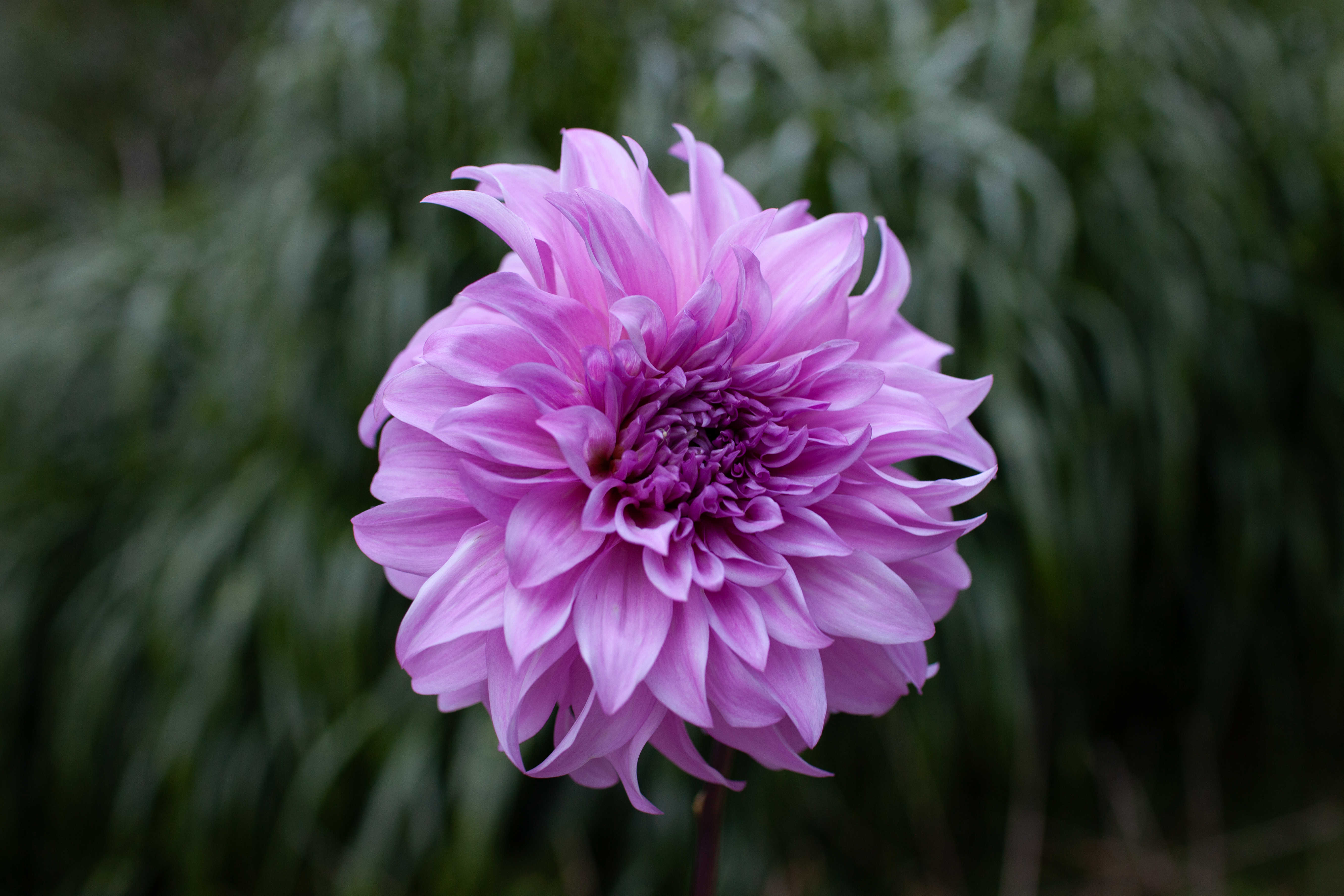Vassio Meggos dahlia