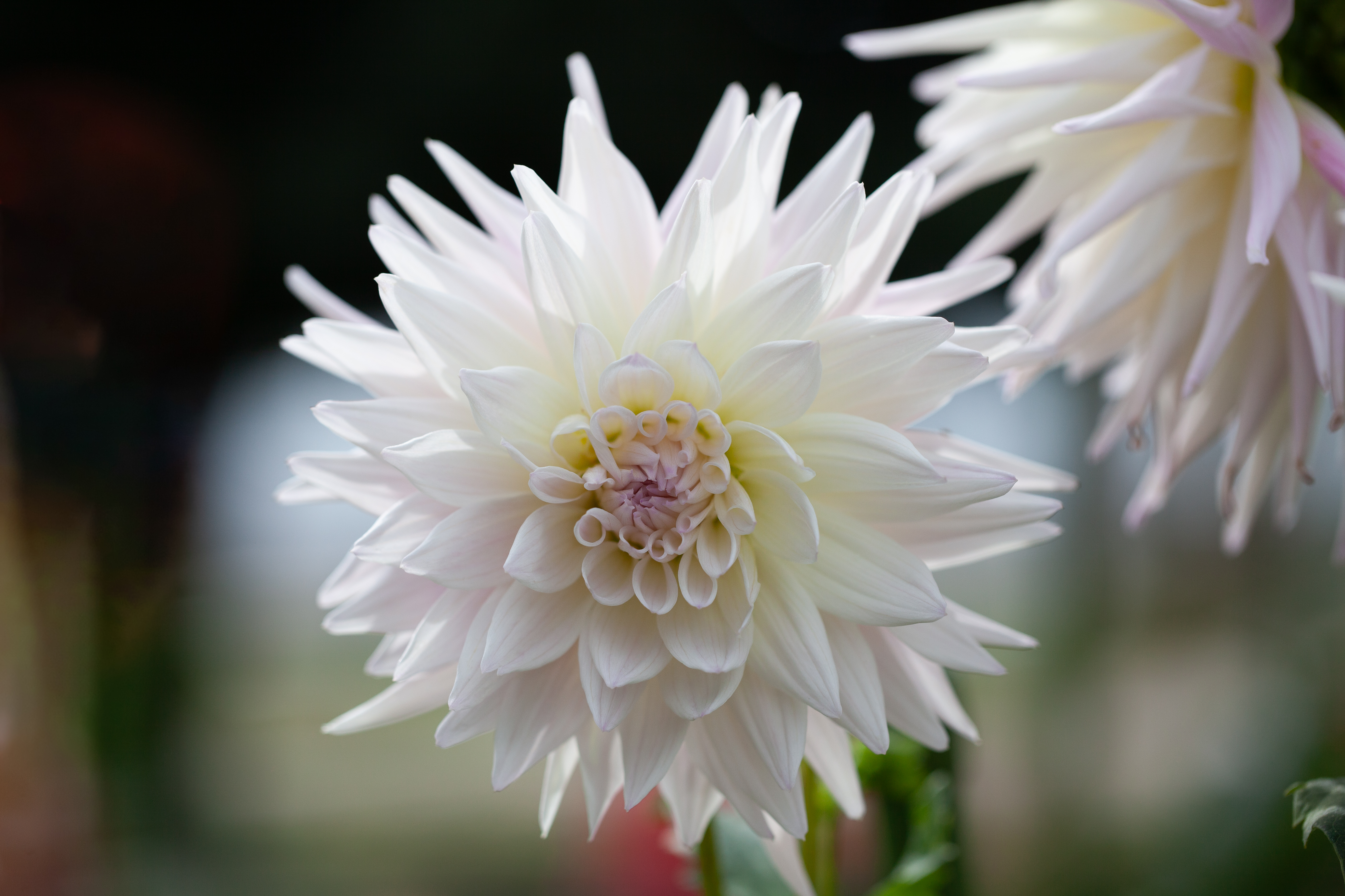 Verda dahlia