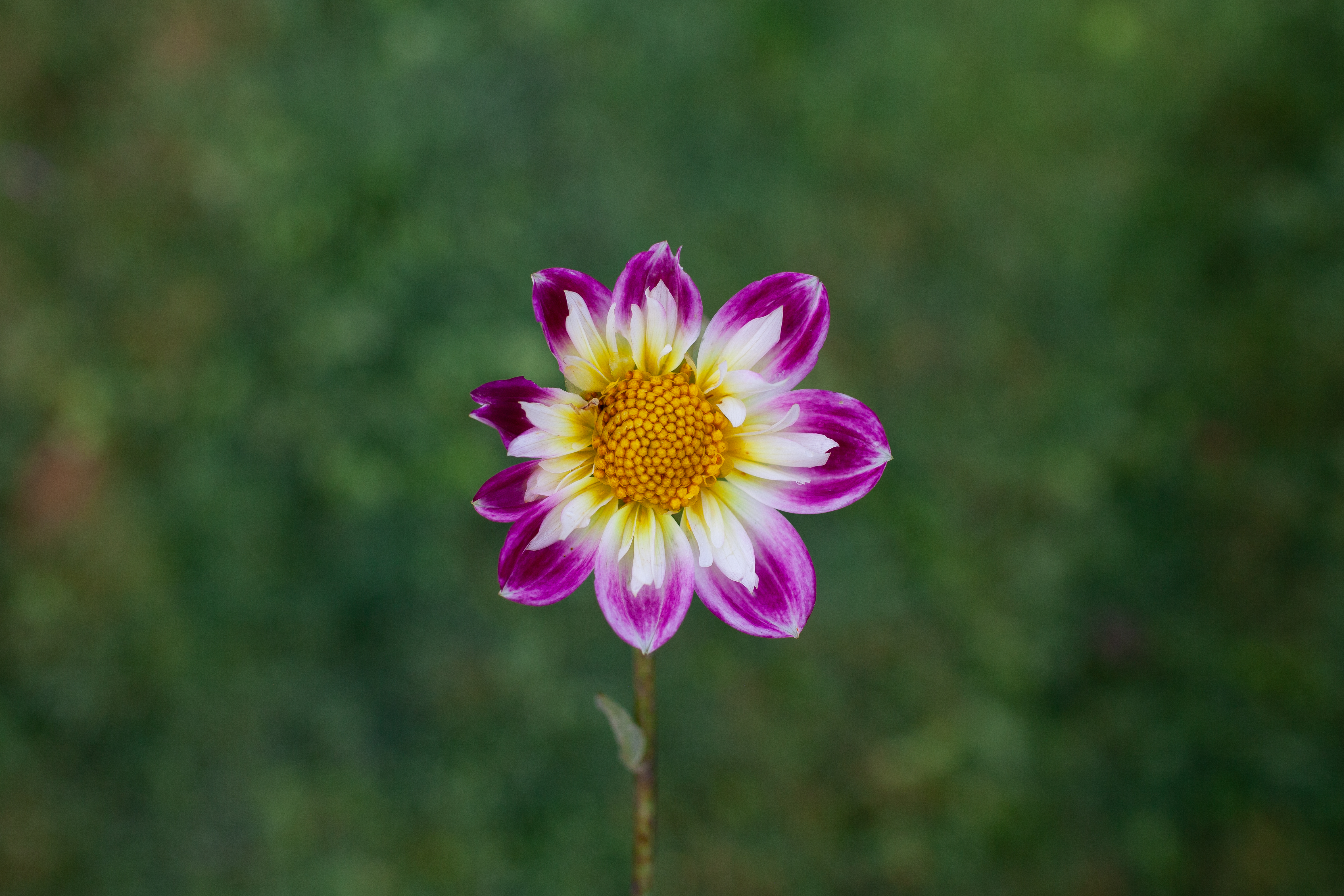 Verrone's Jackie V dahlia