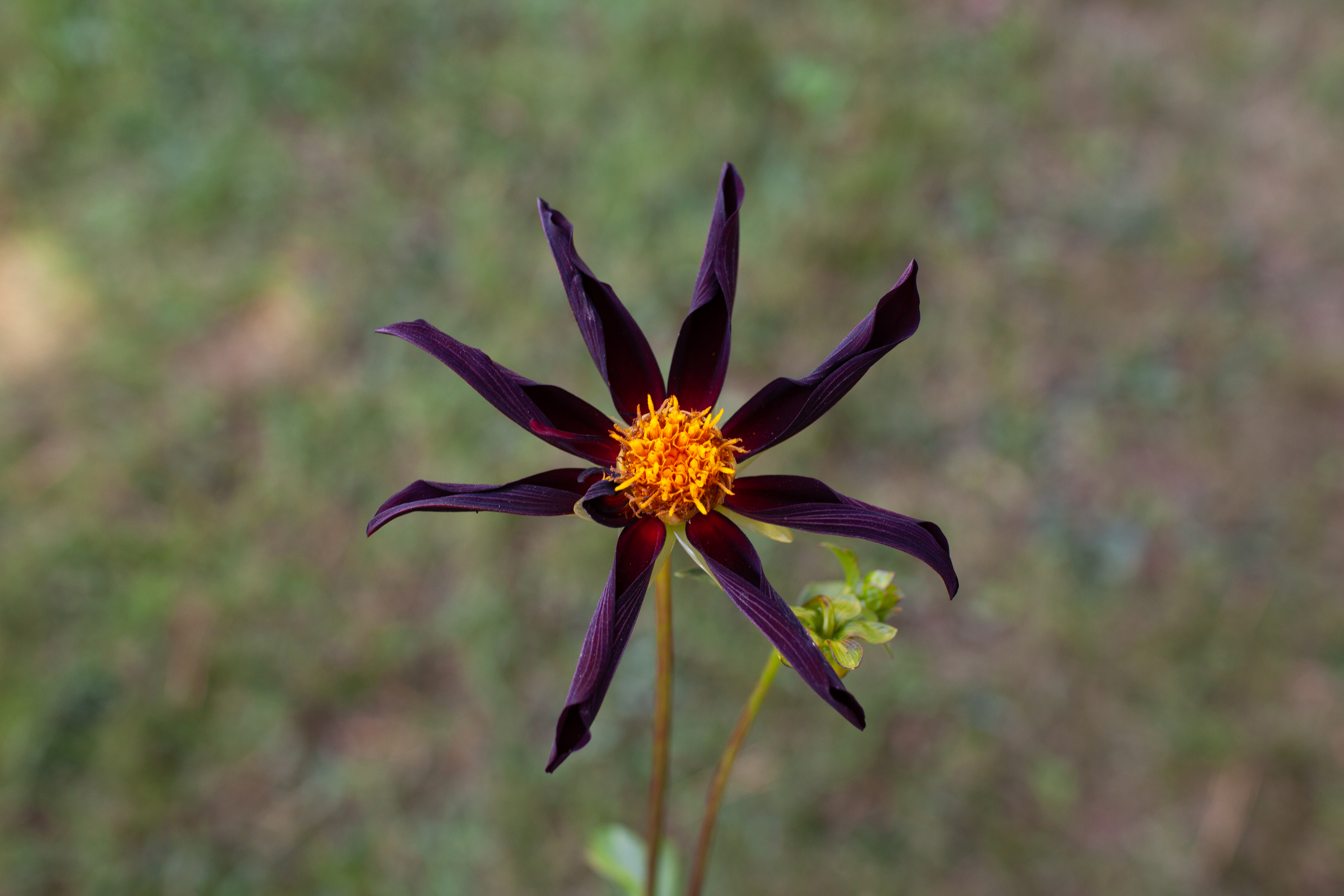 Verrone's Obsidian dahlia