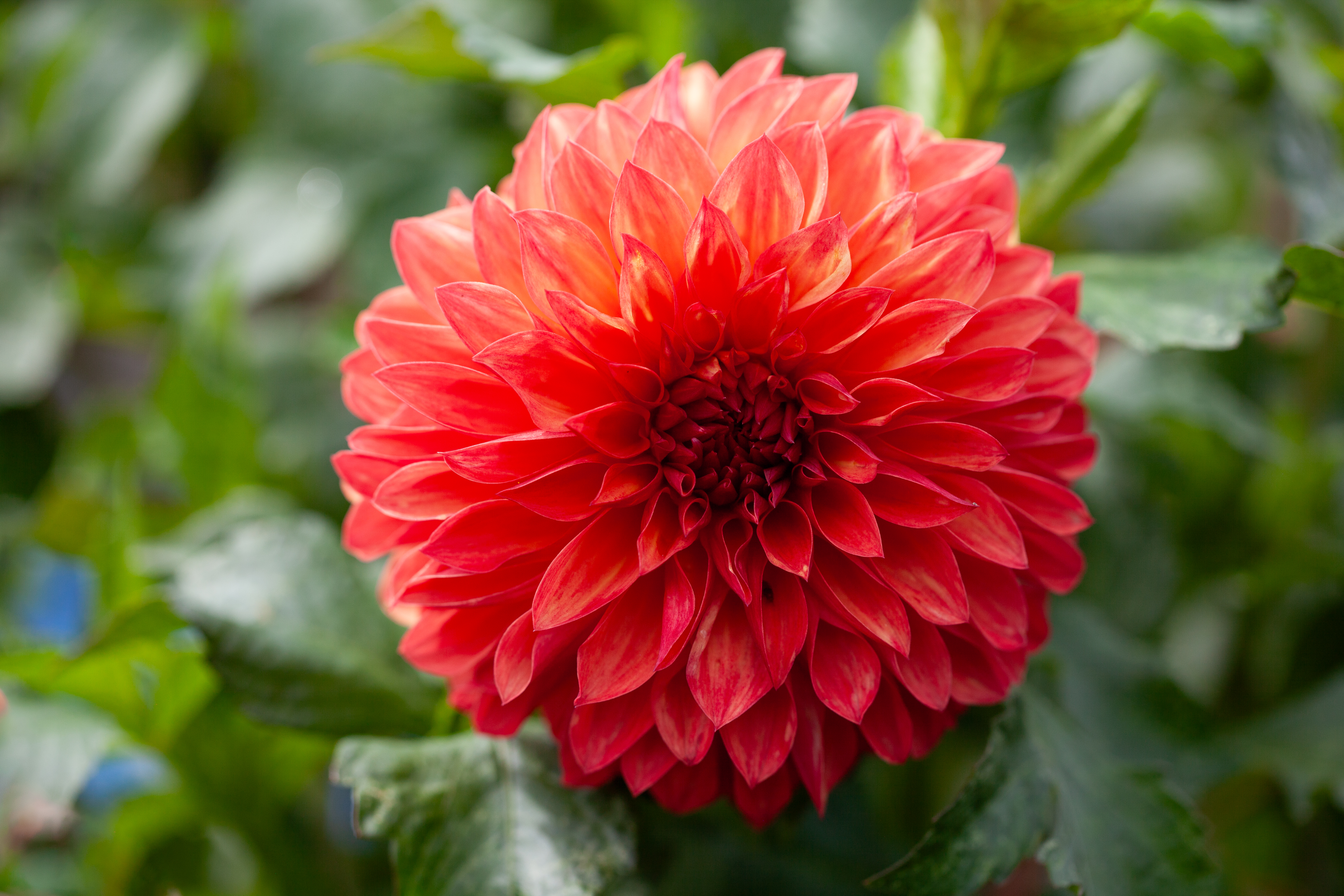 Verrone's Sandra J. dahlia