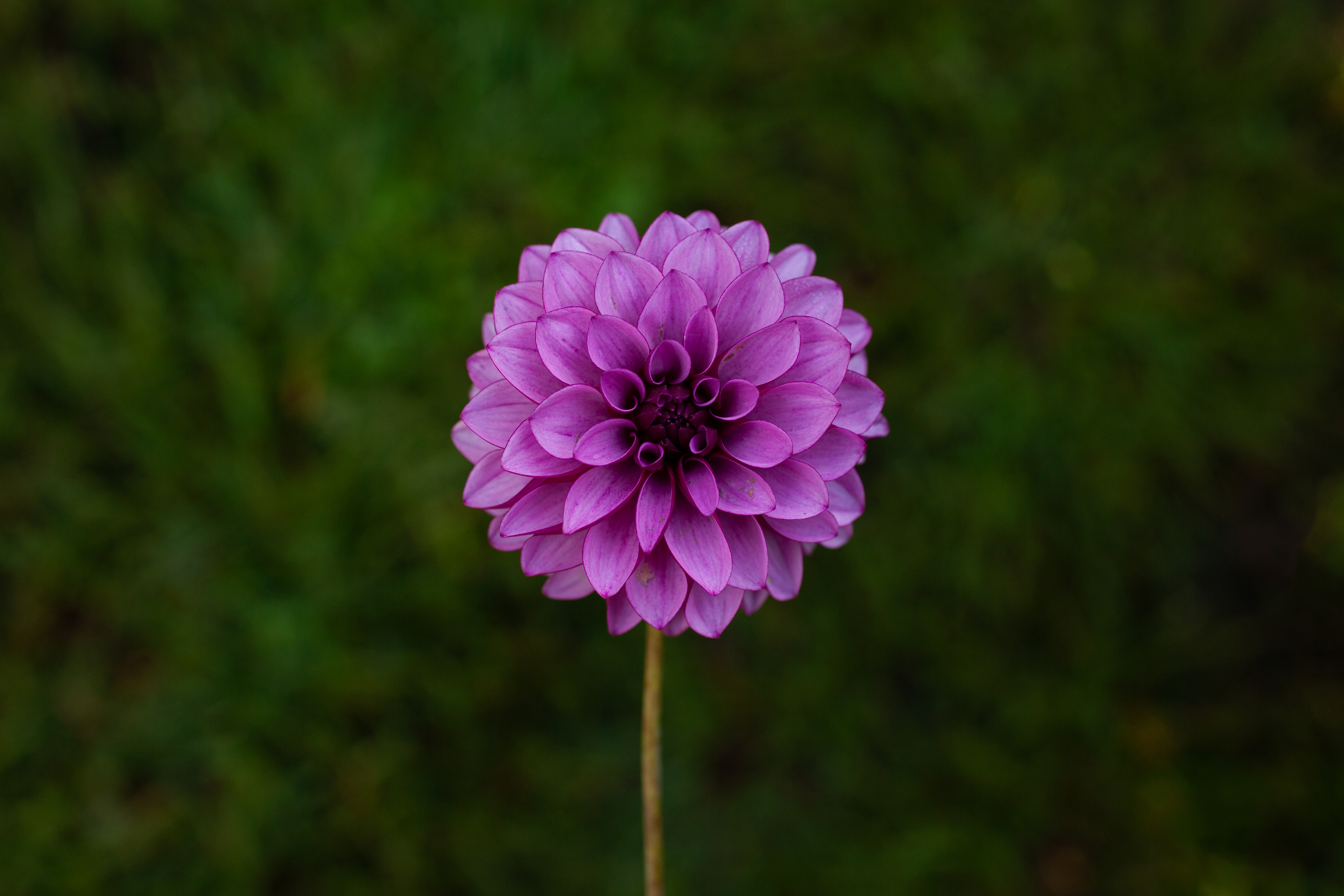 Versa dahlia