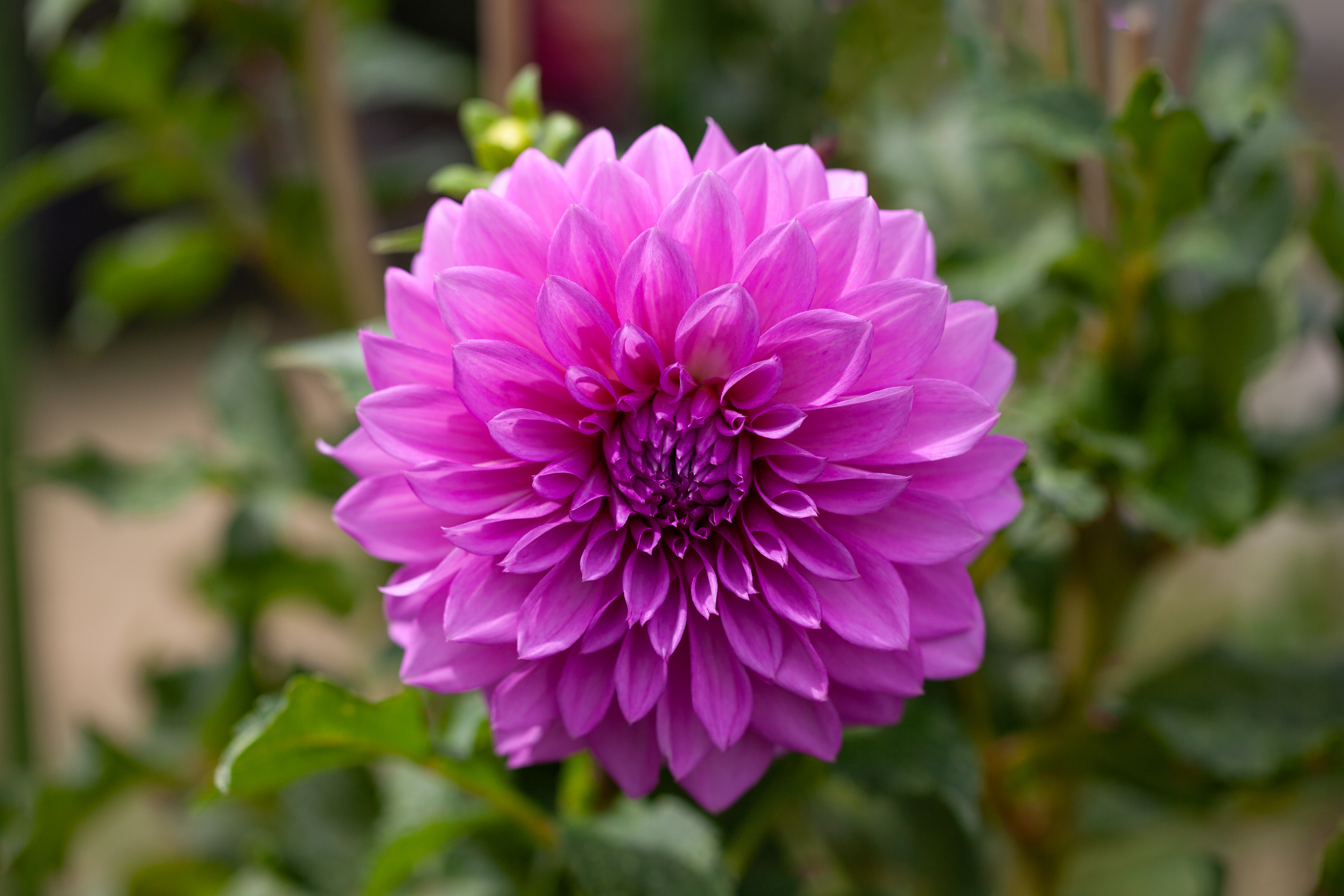 Victoria Ann dahlia