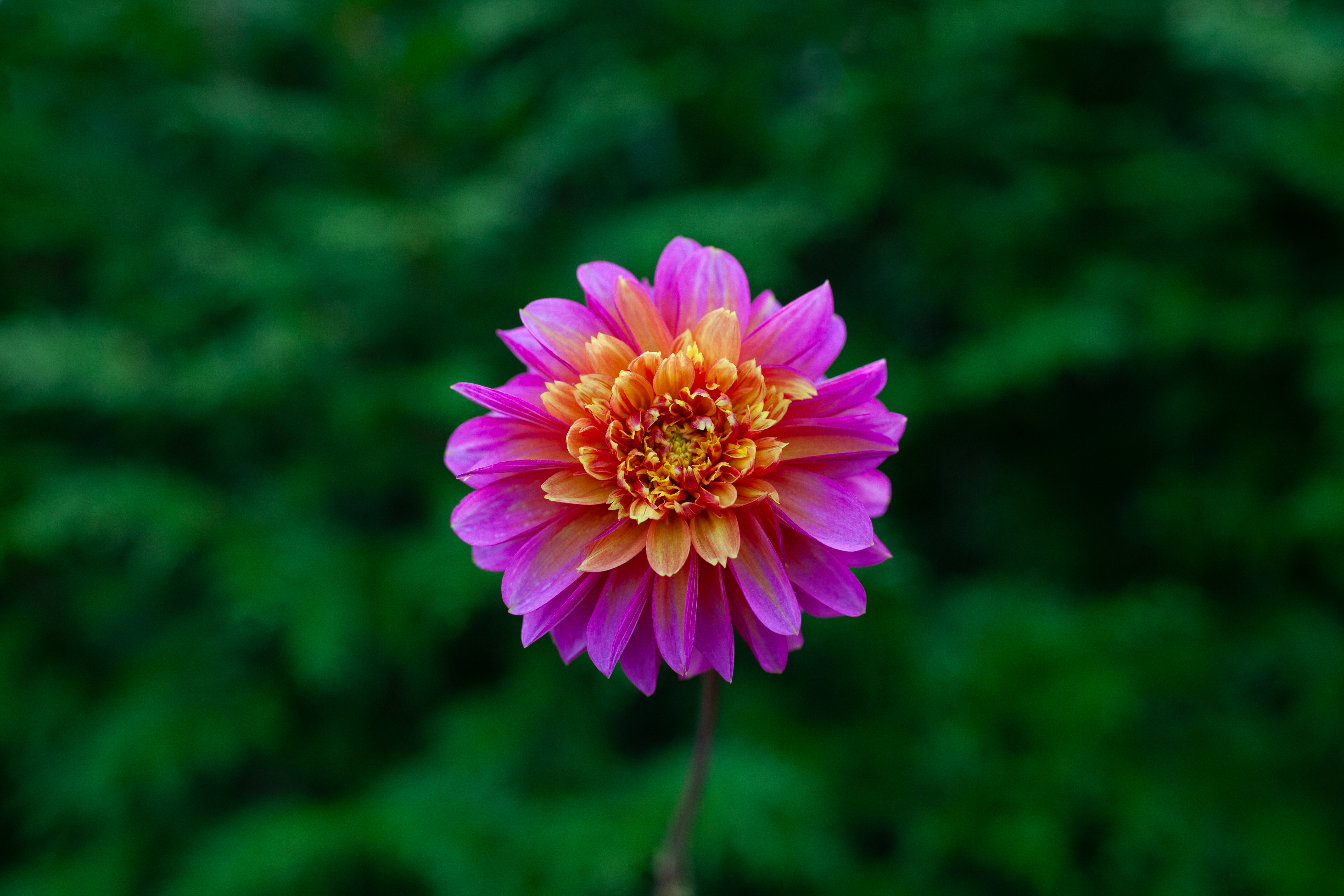 Wannabee dahlia