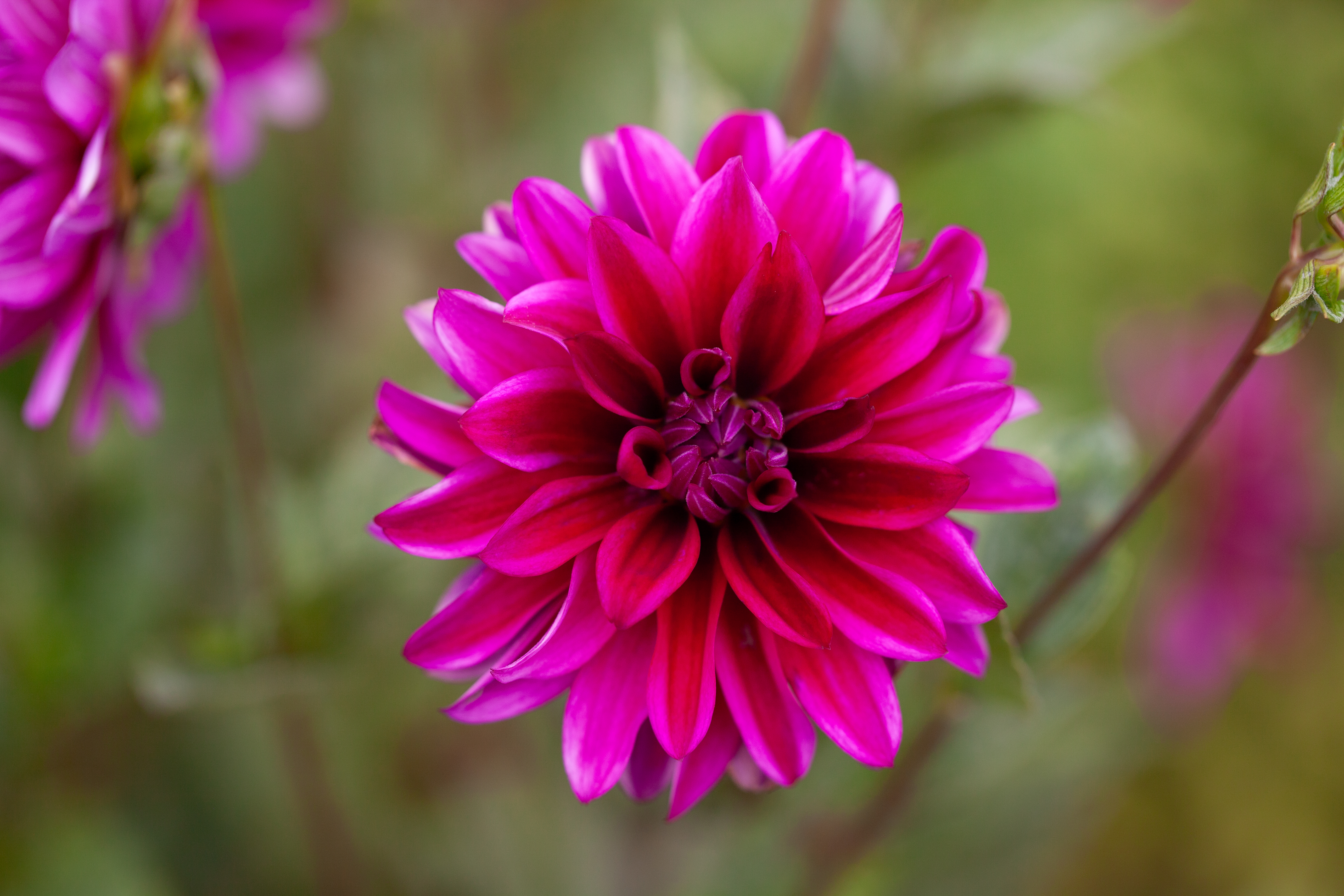 WB's Cheshire dahlia