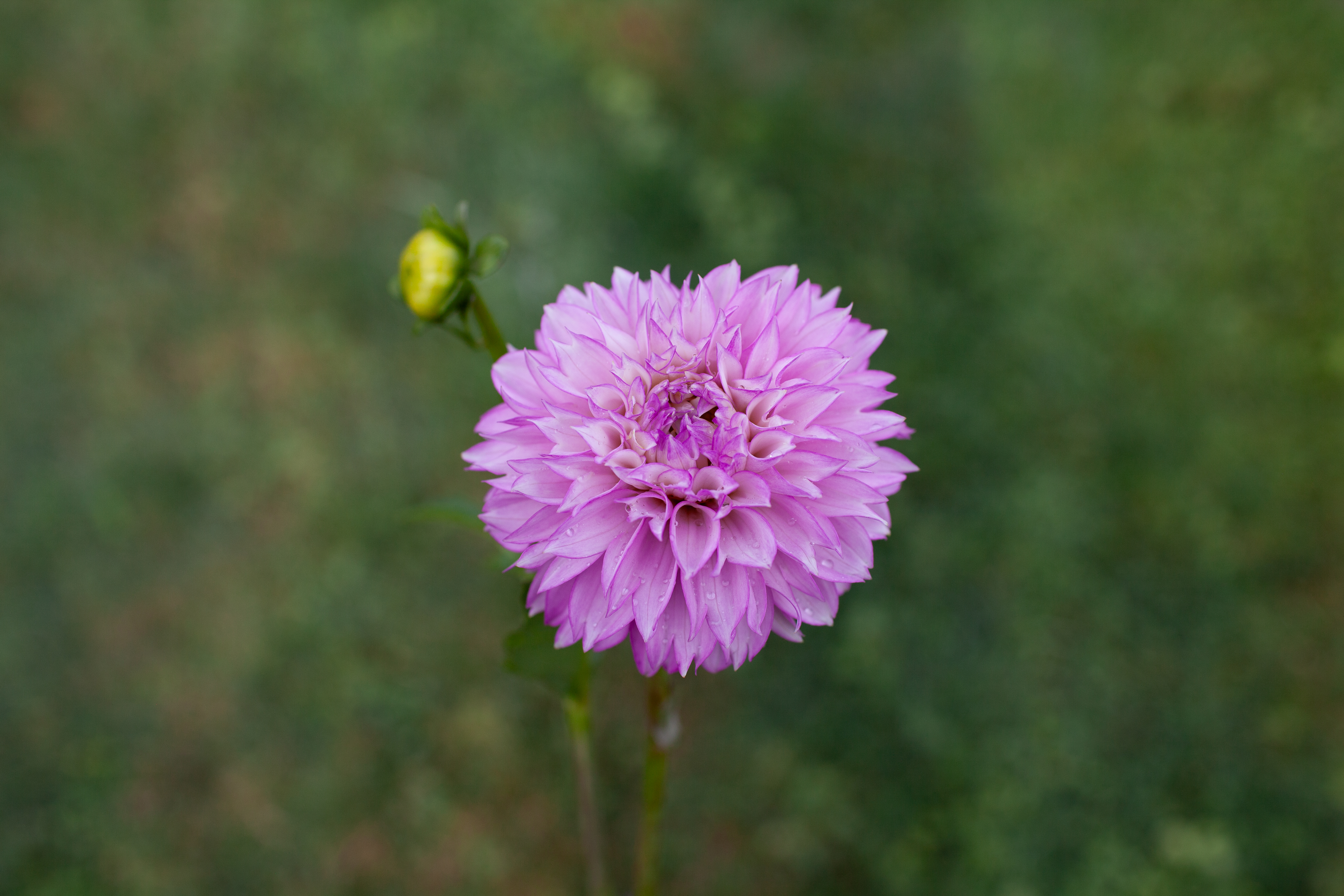 WB'S Lavender Ice dahlia