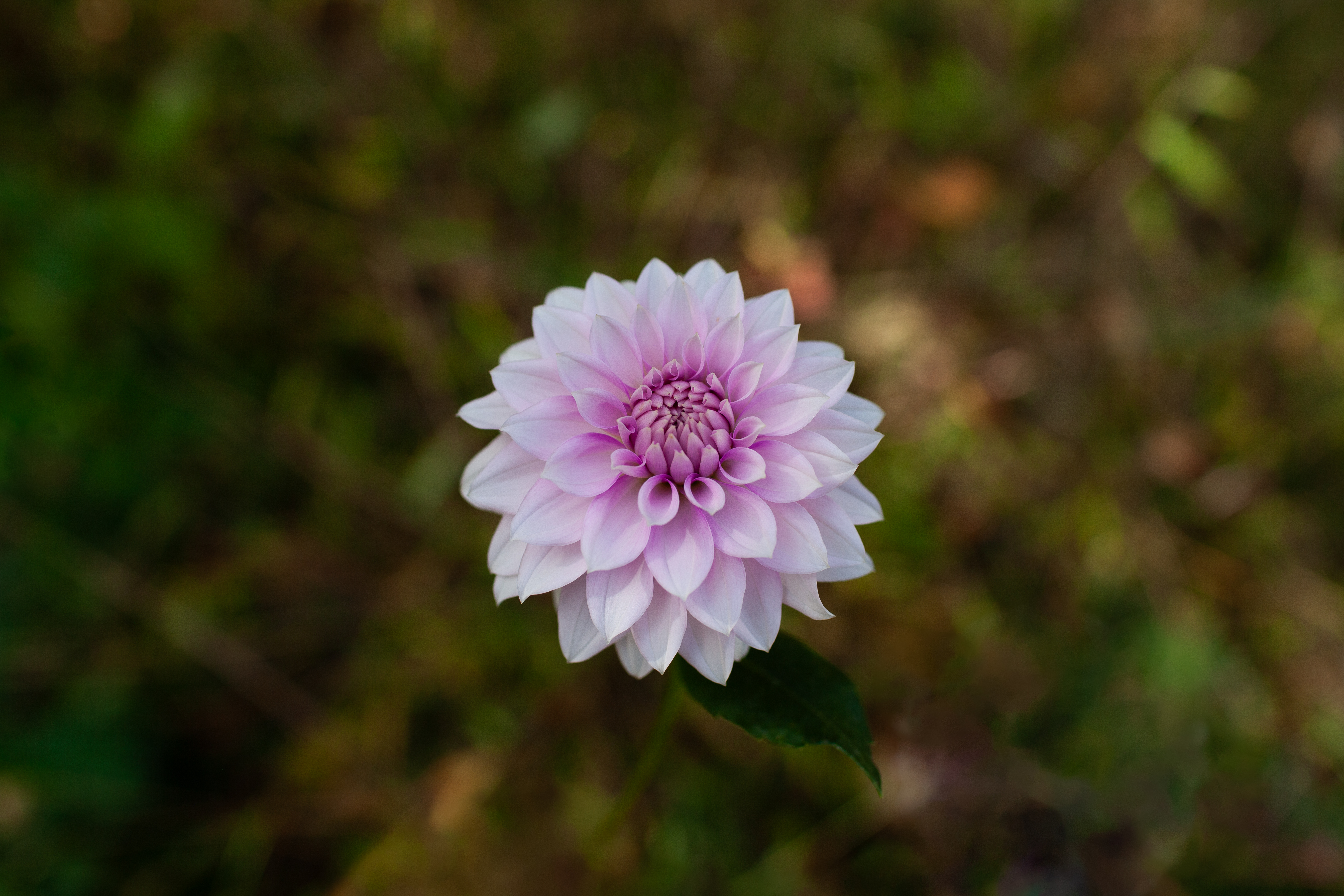 WB's Misbehavin' dahlia