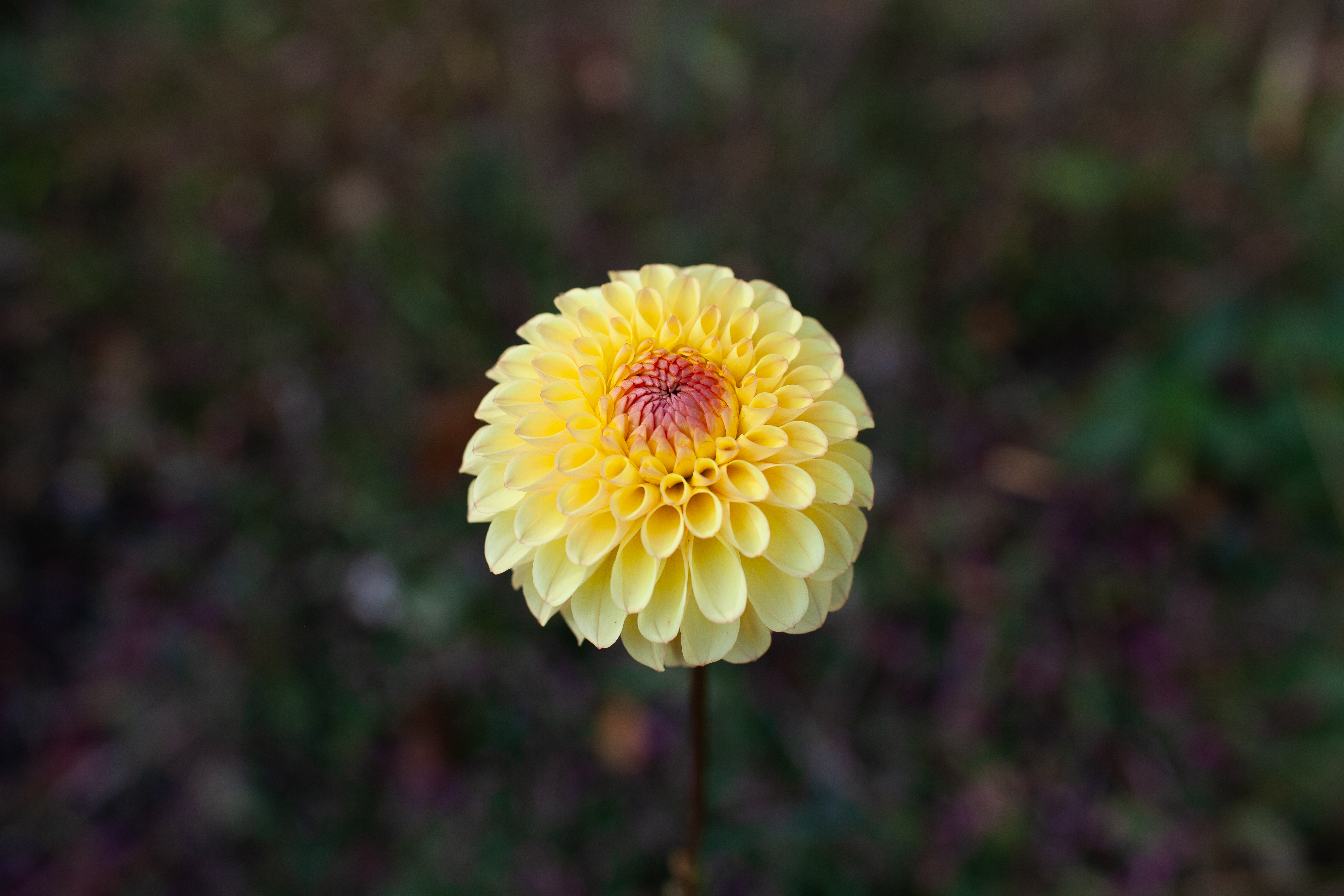 WB's Saffron dahlia