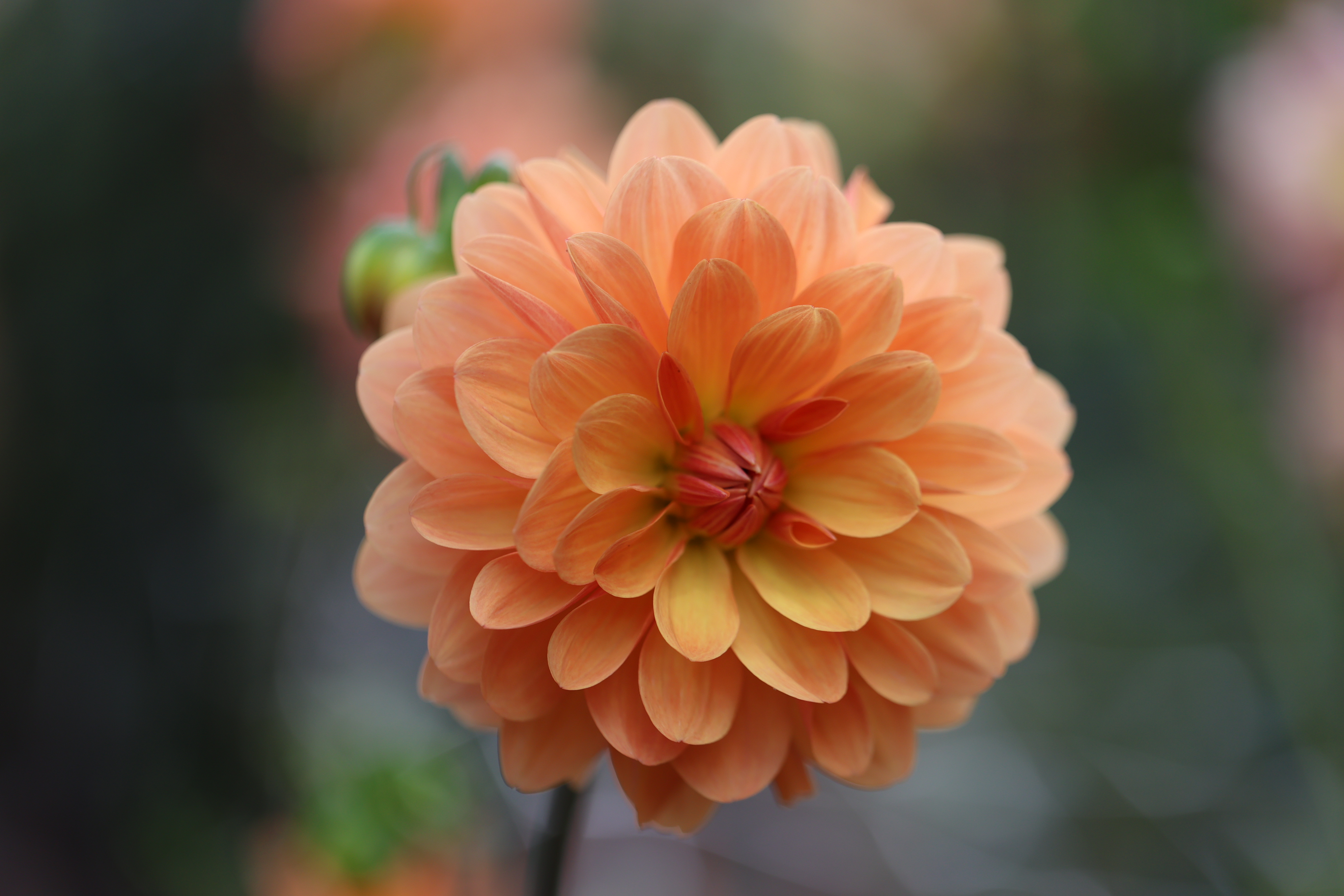 WD Millie dahlia