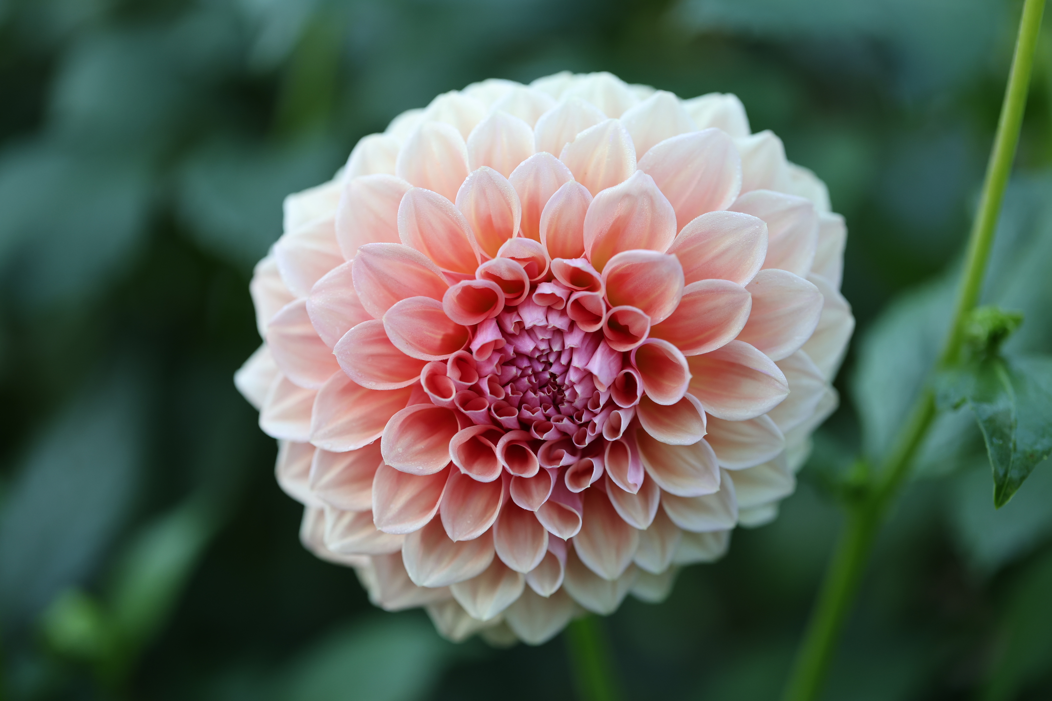 West Coast dahlia
