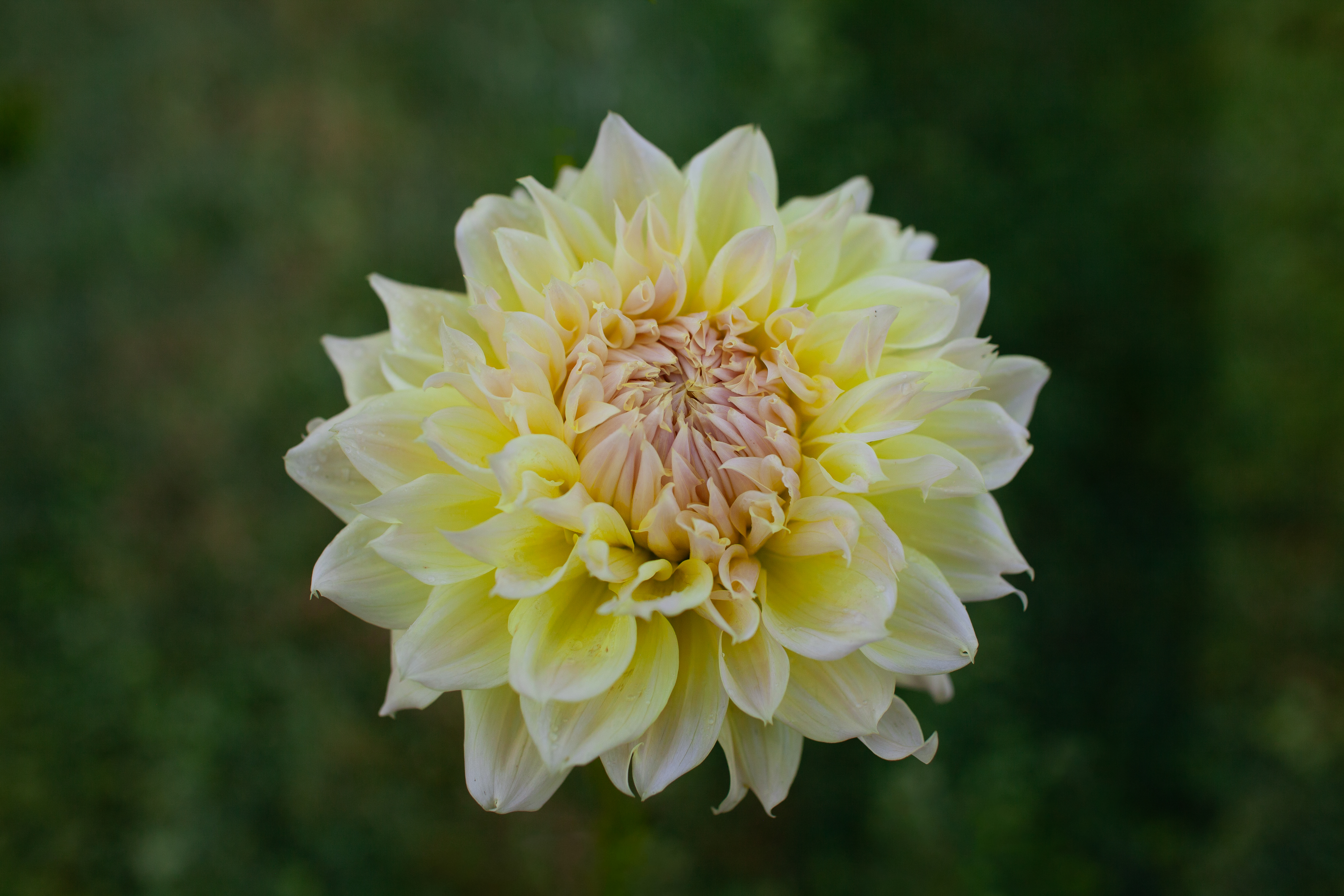 Westerton Lilian dahlia