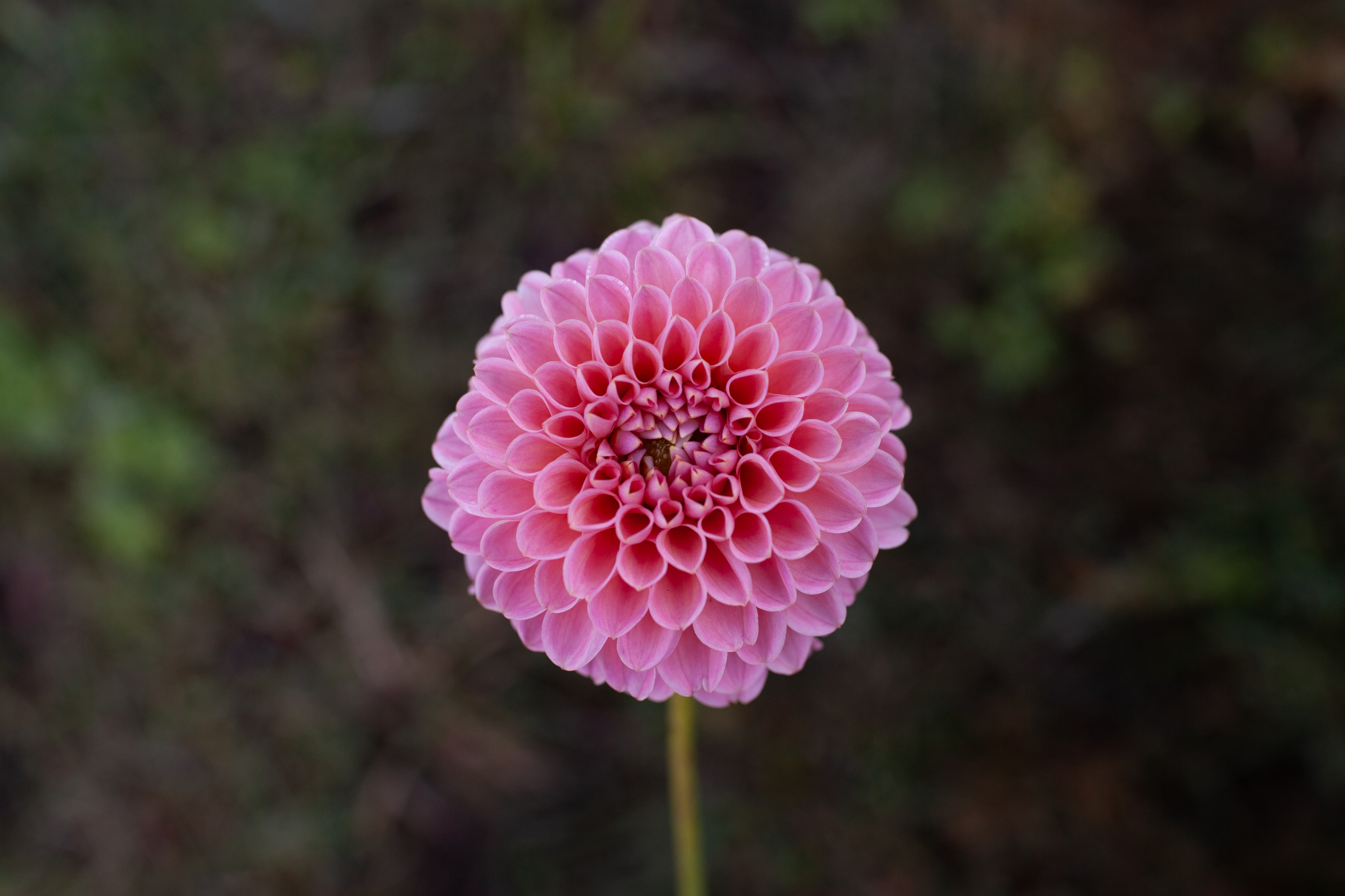 Westerton Pearl dahlia