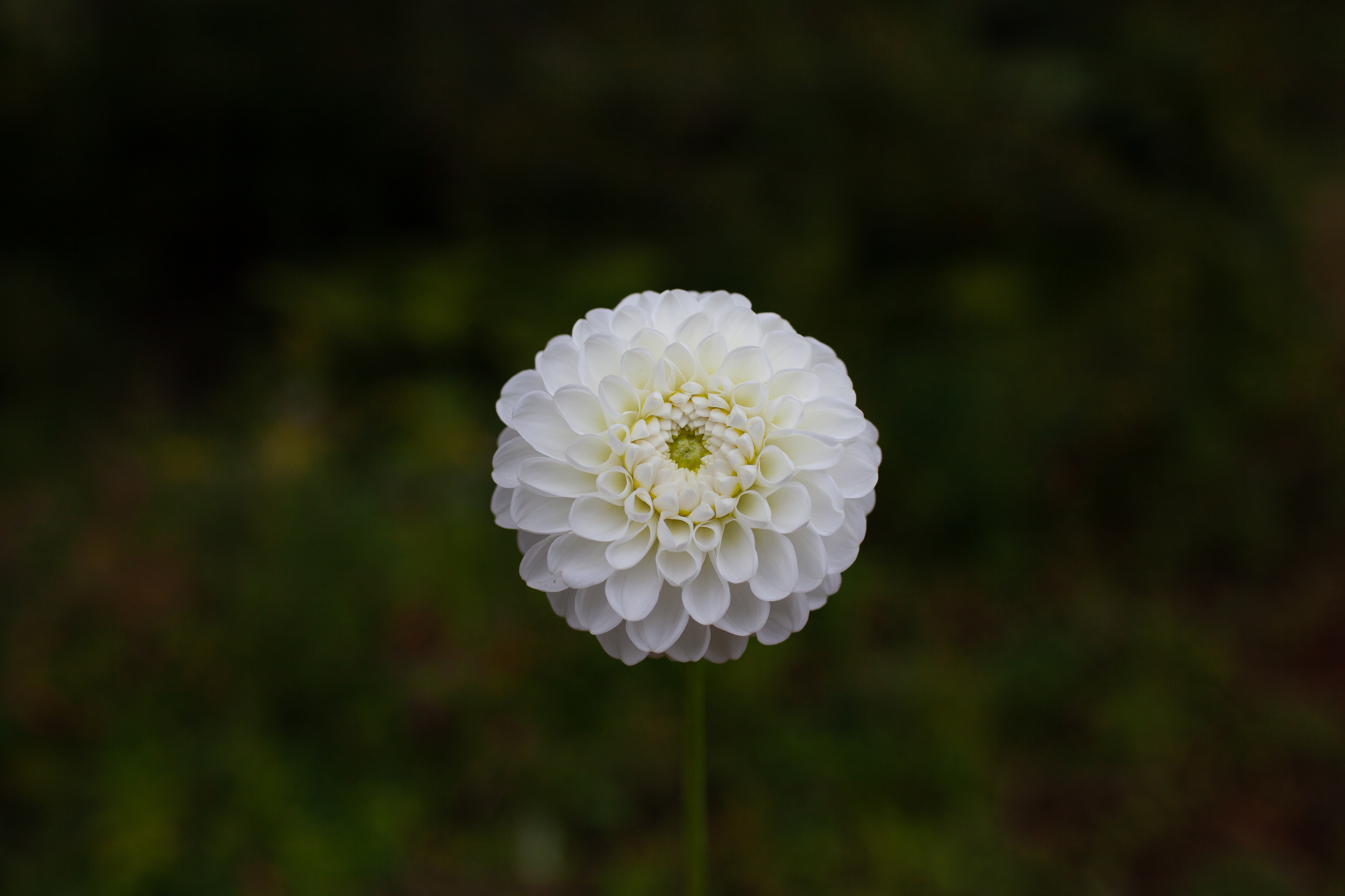 White Nettie dahlia