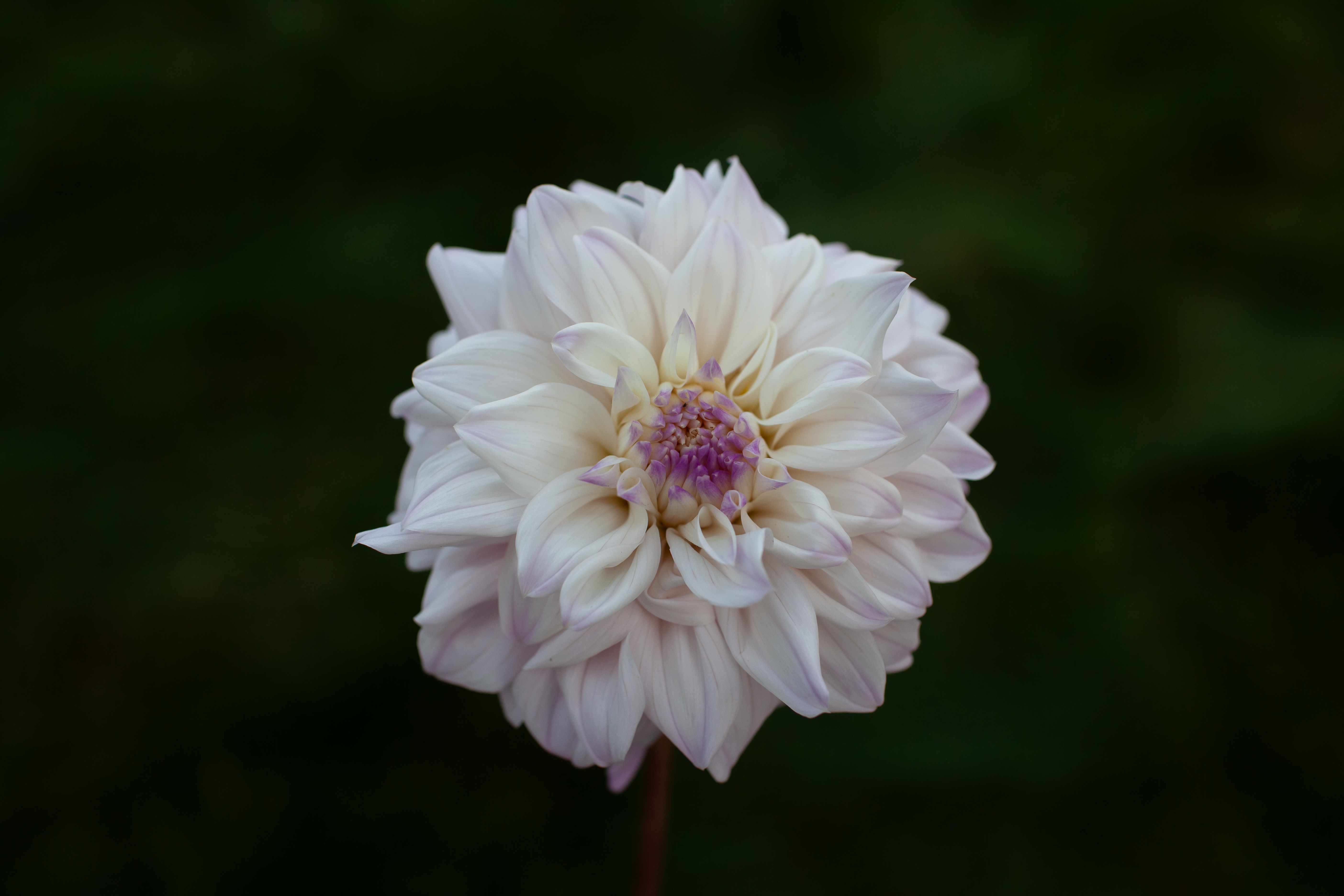 Who Me? dahlia